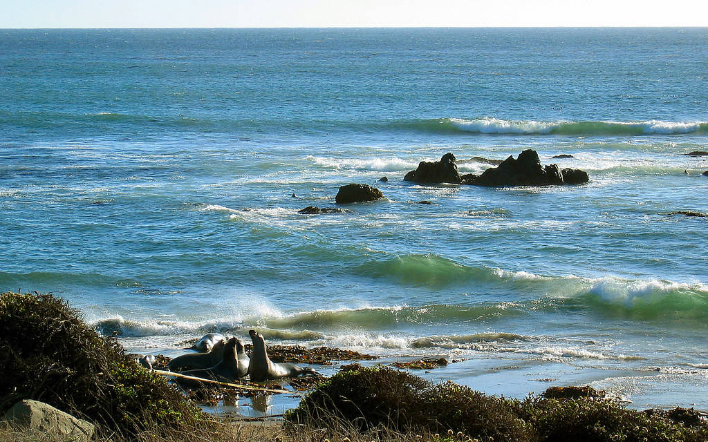 San Simeon Yaban Hayatı Duvar Kağıdı