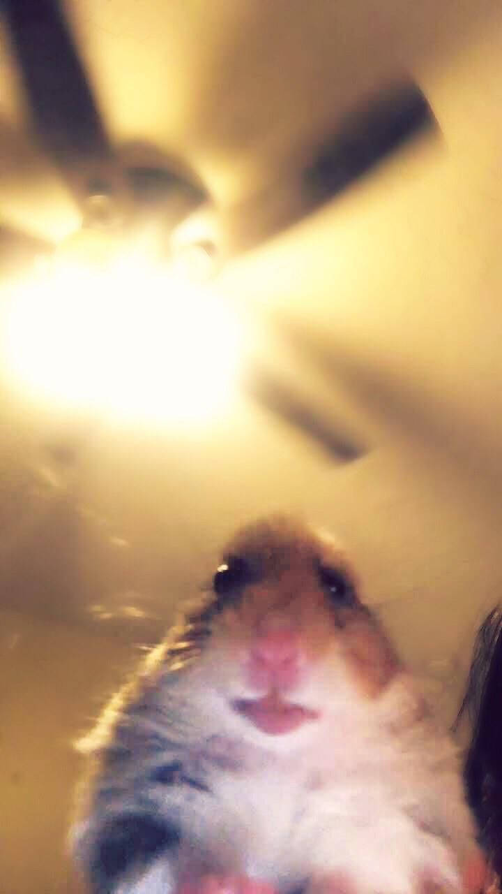 Sanal Hamster Memi Duvar Kağıdı
