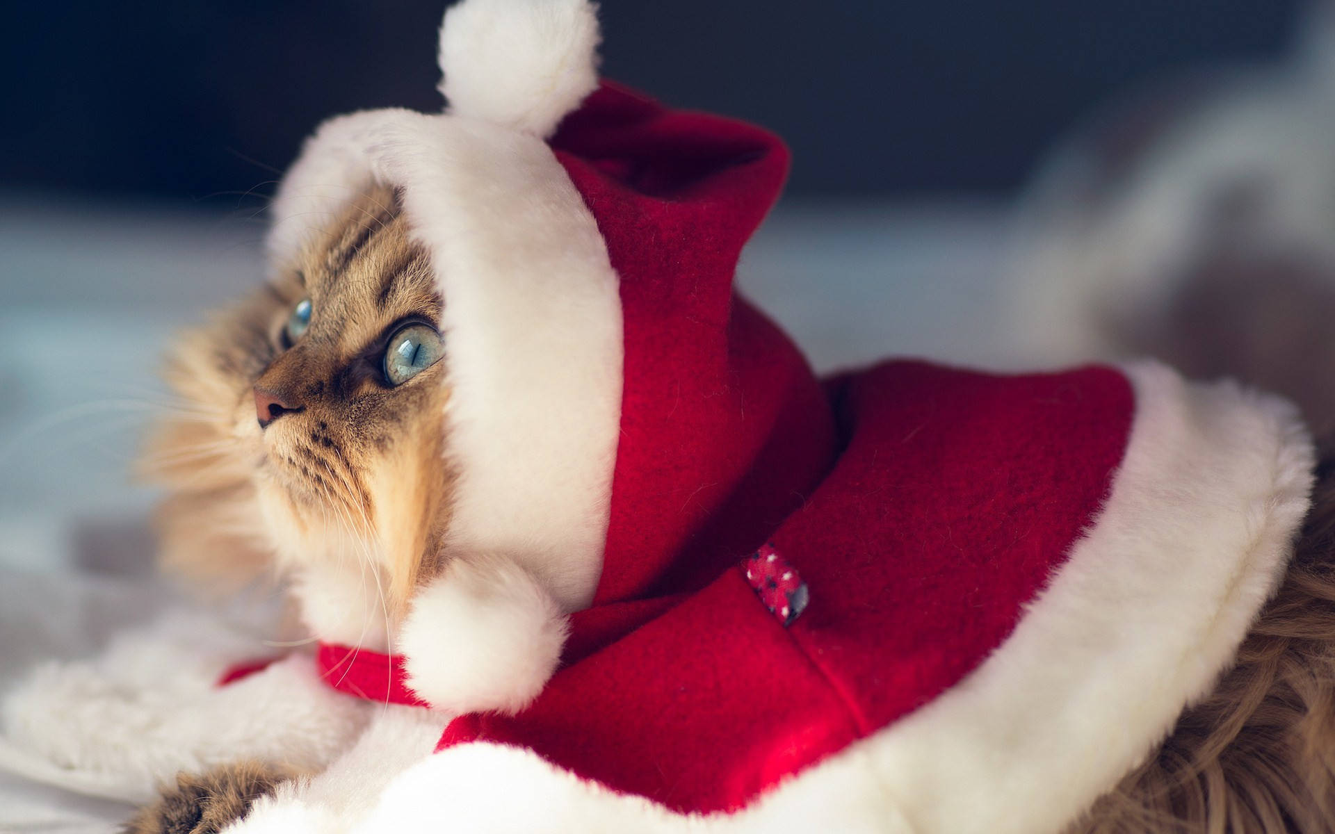 Şapkalı Kedi ile Komik Noel Duvar Kağıdı