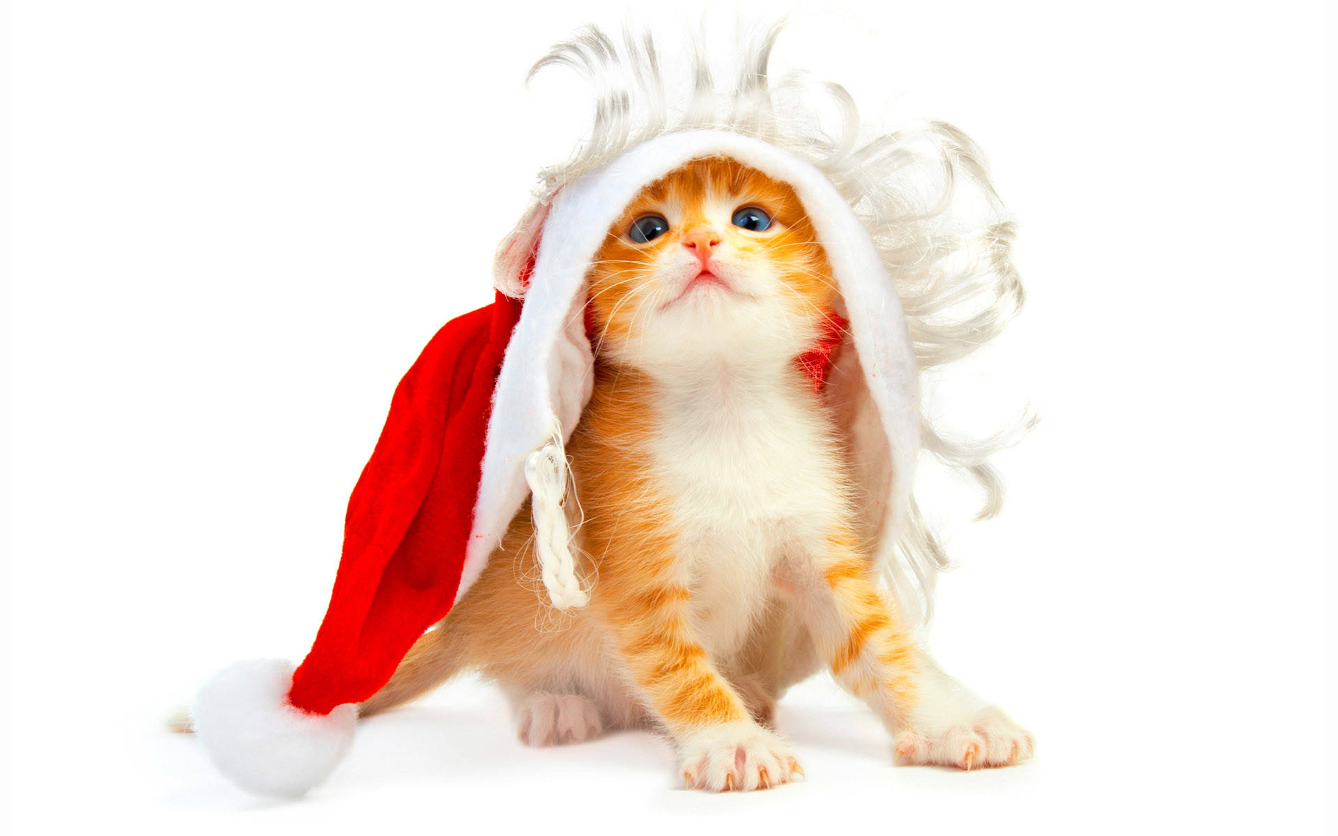 Şapkalı Kedi Komik Noël Duvar Kağıdı