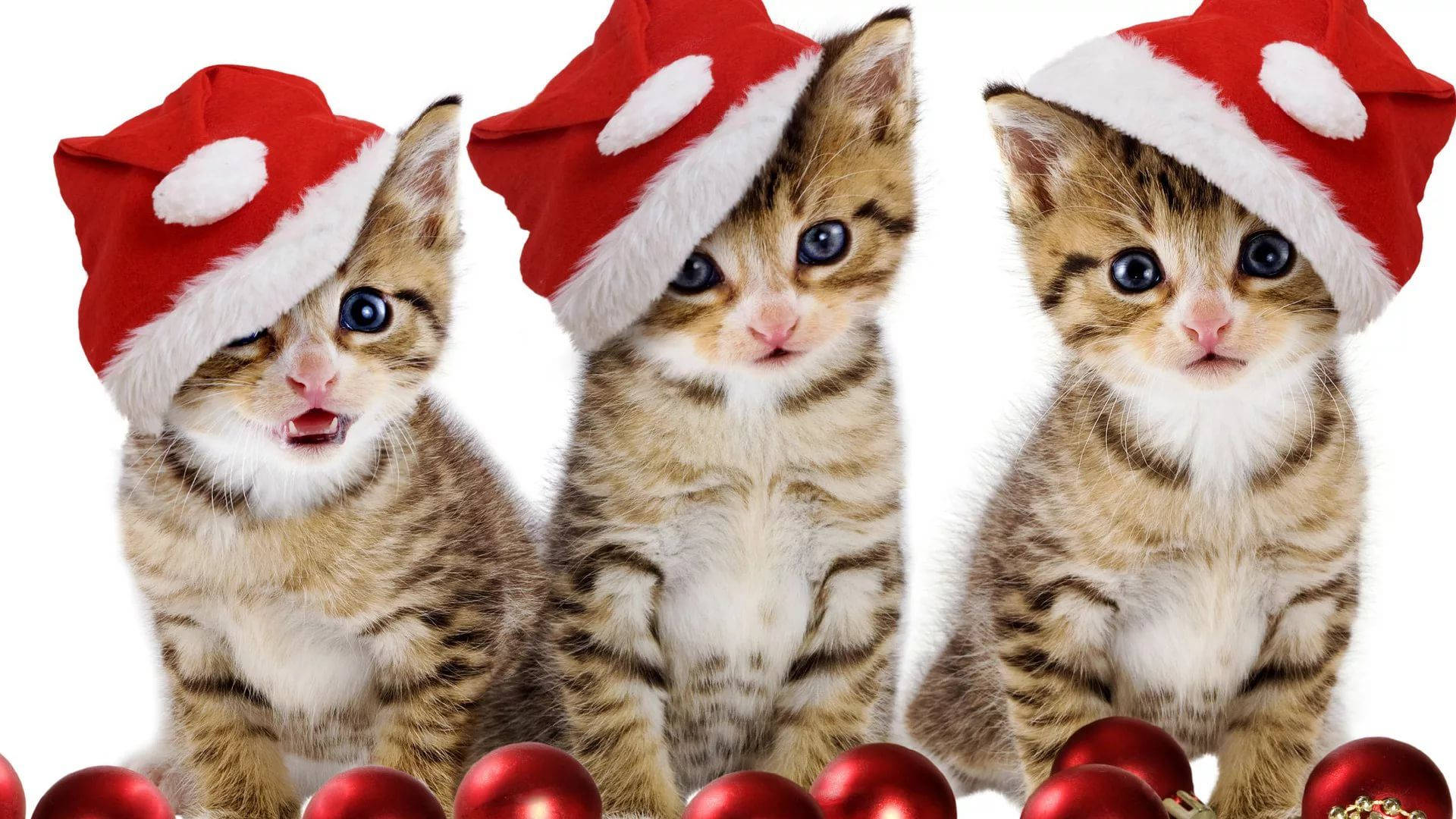 Şapkalı Kediler Komik Noel Duvar Kağıdı