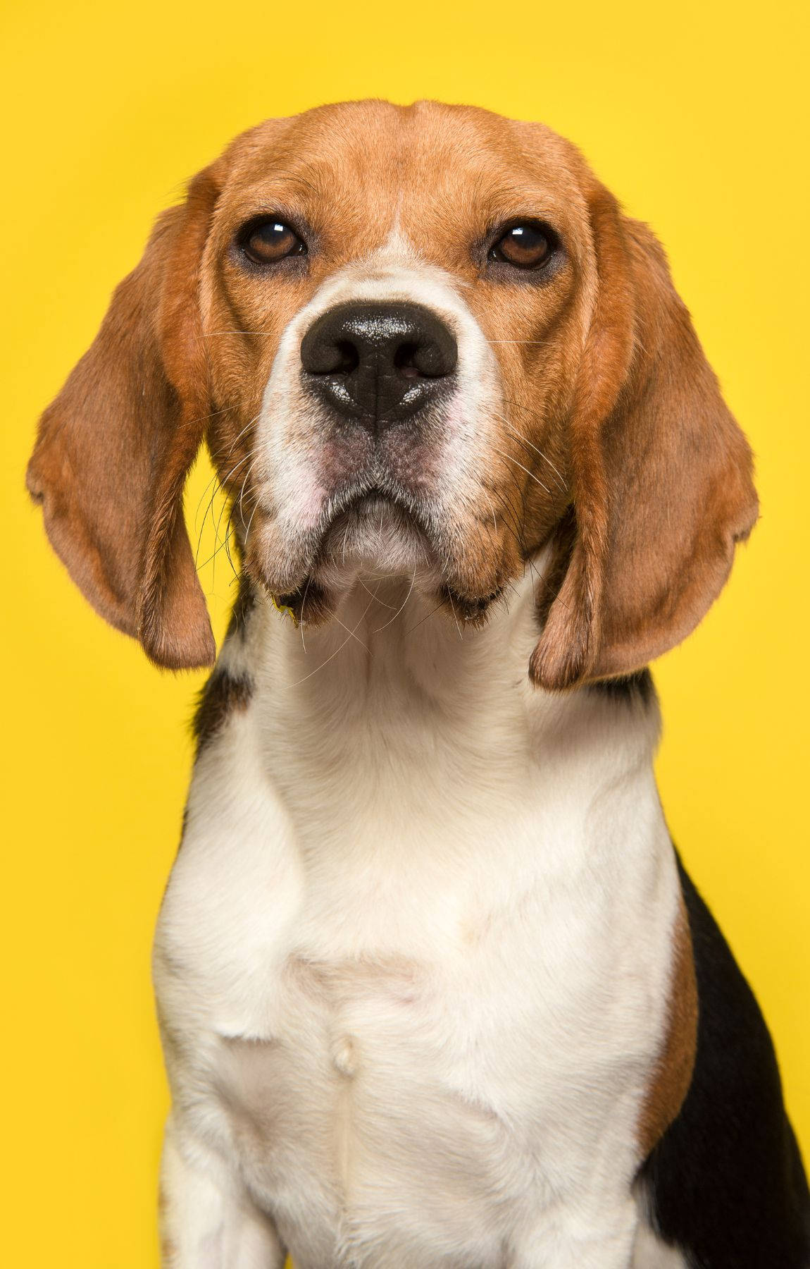 Sarı Arka Planda Beagle Köpek Duvar Kağıdı