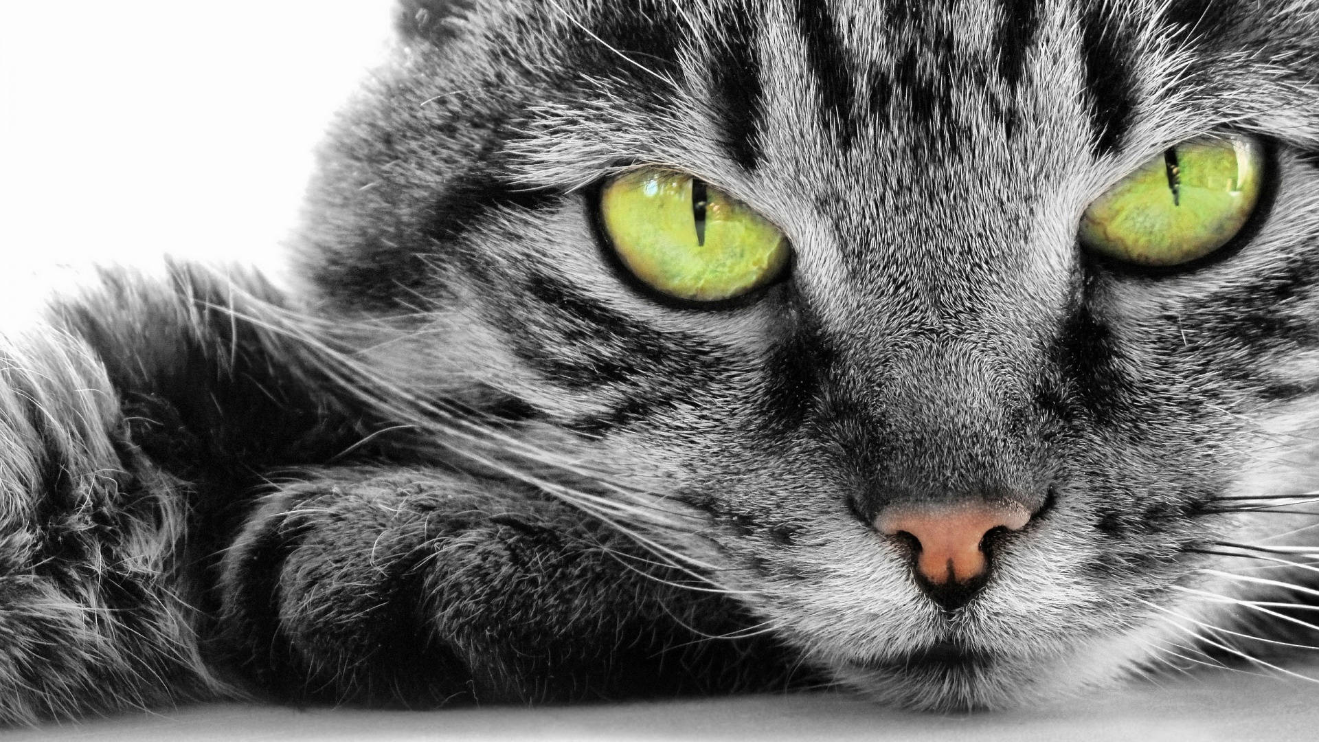 Sarı Gözlü Kedi Bilgisayar Duvar Kağıdı