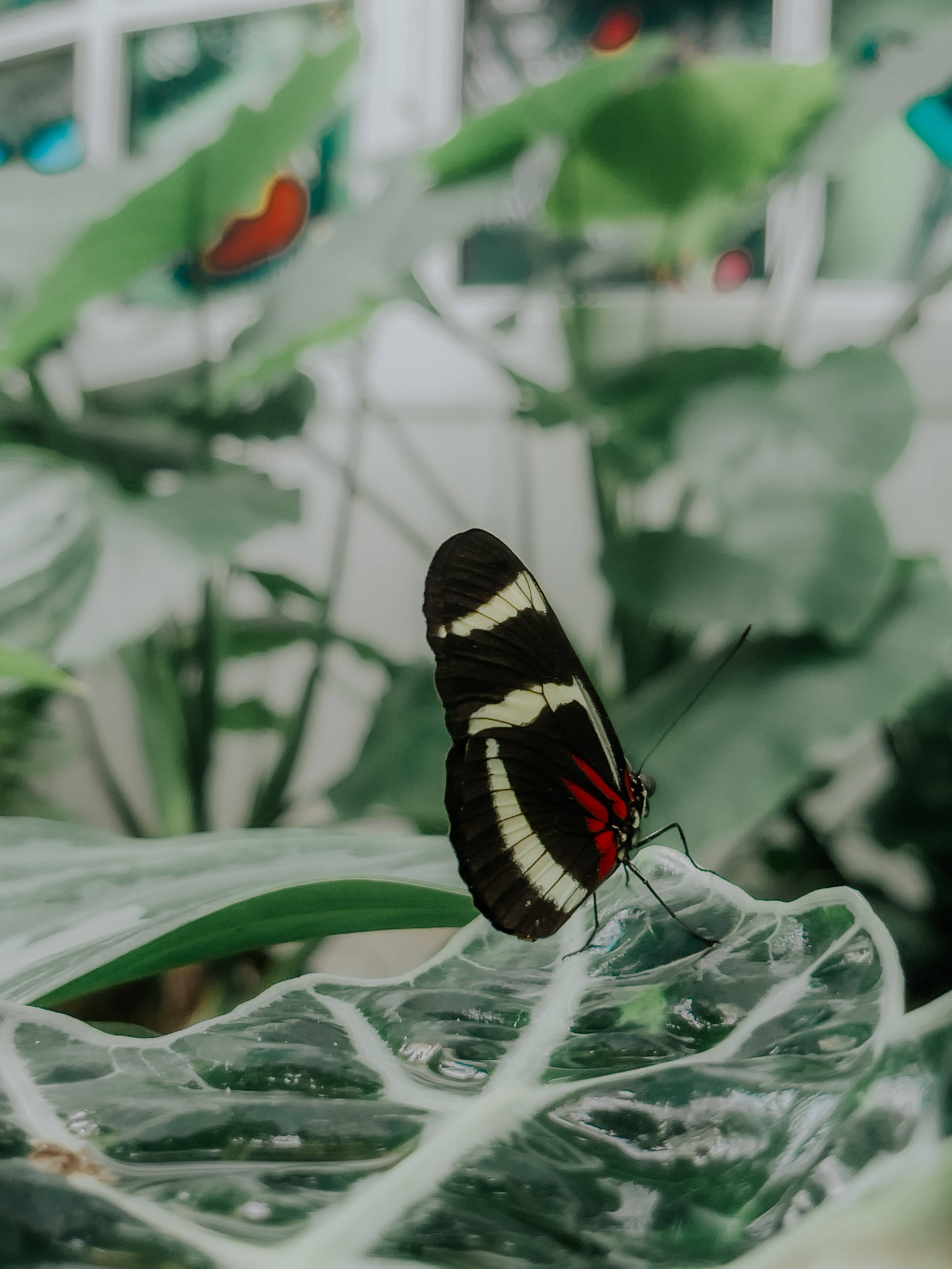 Sara Longwing Estetik Kelebek Duvar Kağıdı