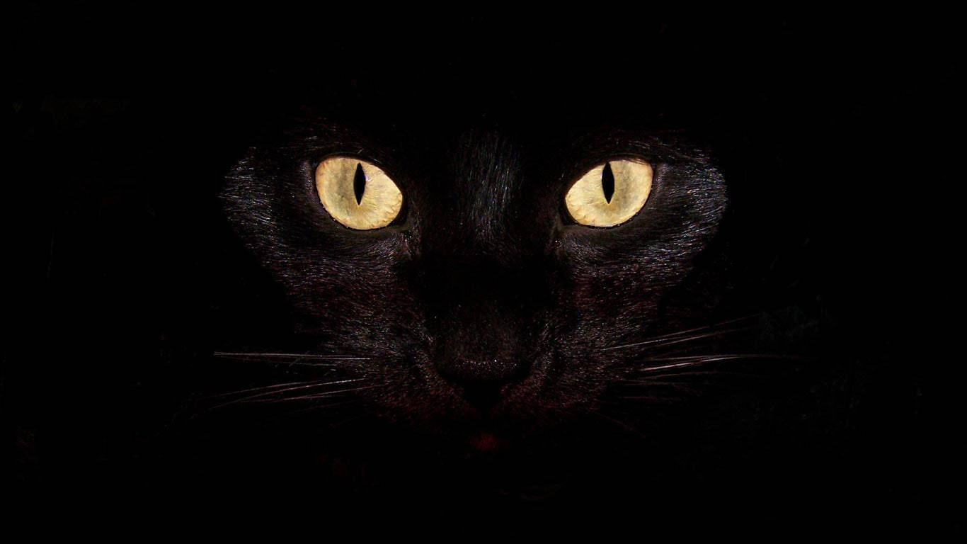 Sarı Gözlü Kedi En Havalı Masaüstü Duvar Kağıdı