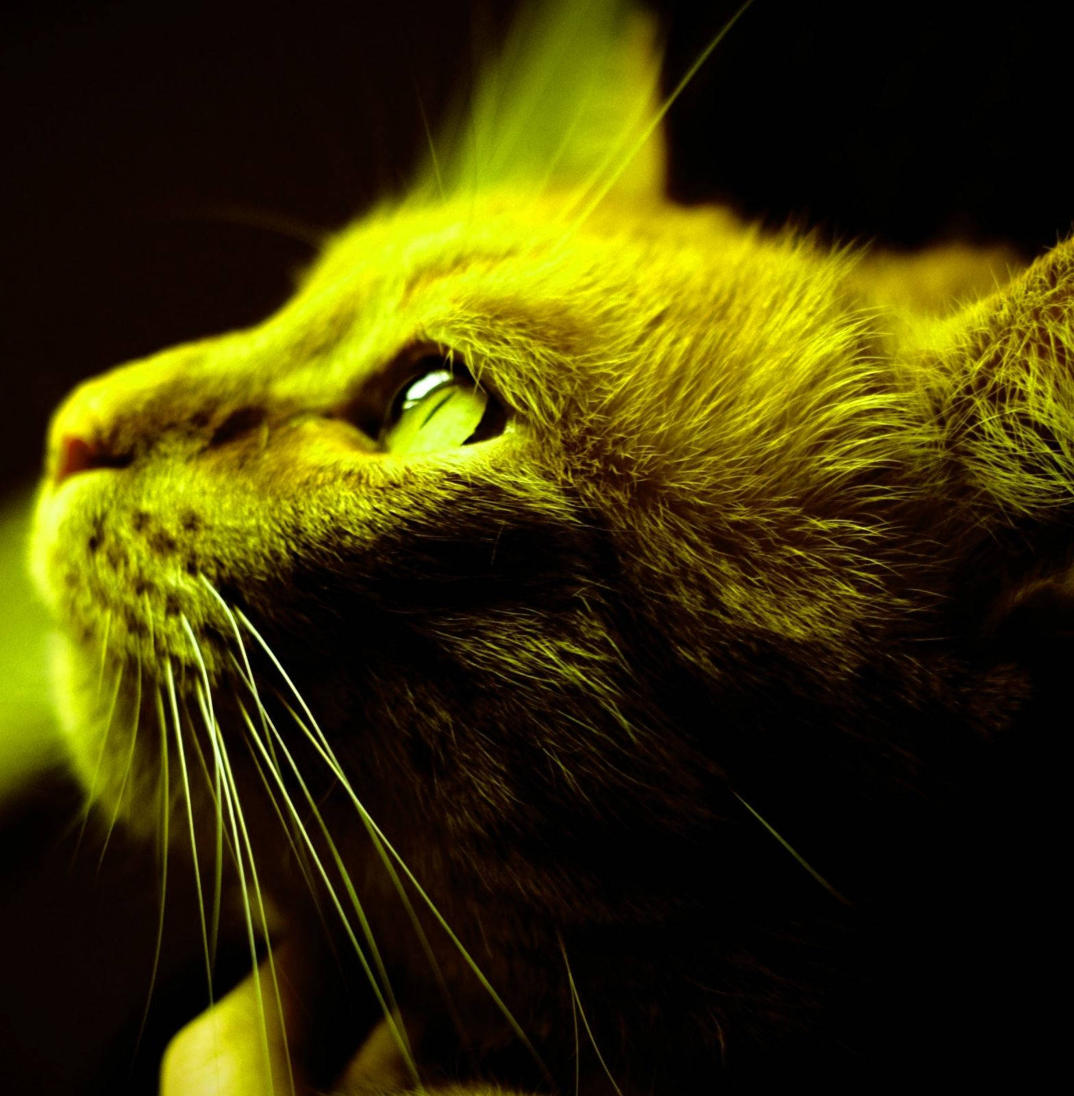 Sarı Kedi Portresi Profil Fotoğrafı Duvar Kağıdı