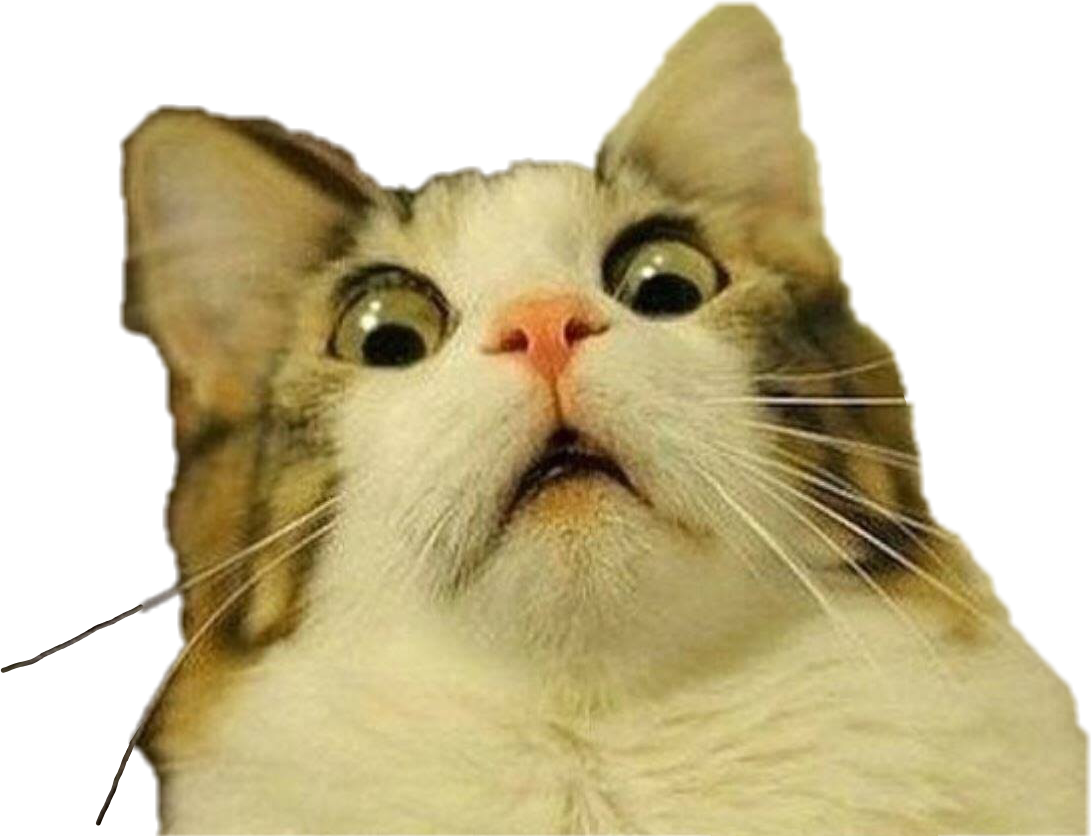 Şaşkın Kedi Meme İfadesi Duvar Kağıdı