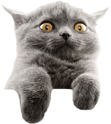 Şaşırmış Gri Kedi Memi Duvar Kağıdı