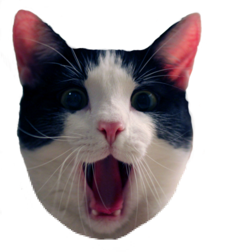 Şaşırmış Siyah Beyaz Kedi Meme Duvar Kağıdı