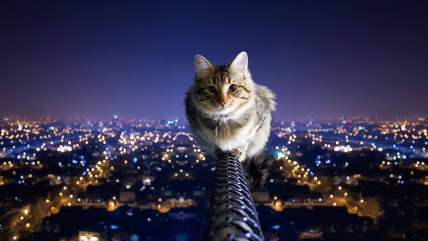 Şehir Manzarasına Bakan Bir Kedi Duvar Kağıdı