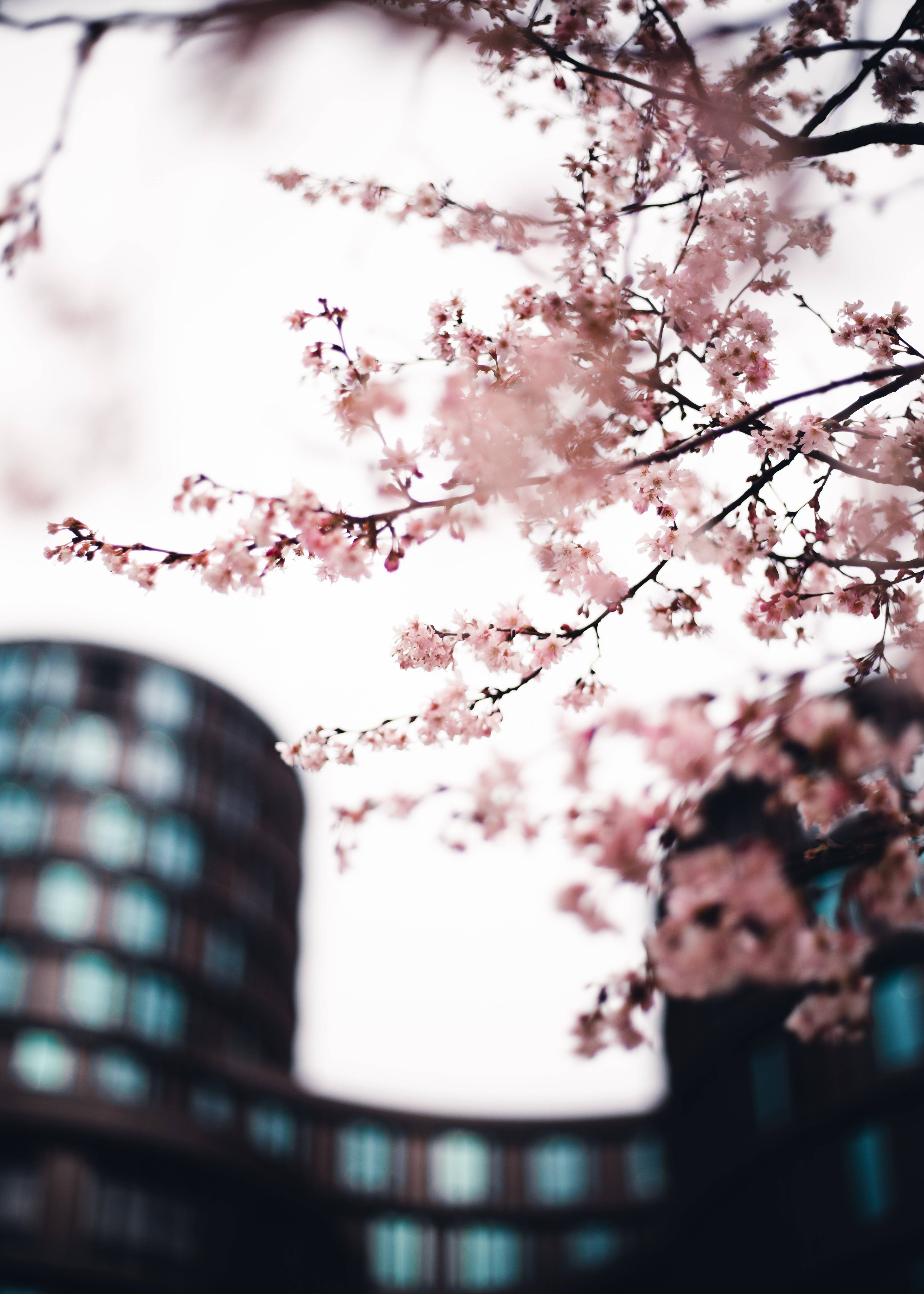Şehirde Sakura, Japonya'da Bahar Duvar Kağıdı