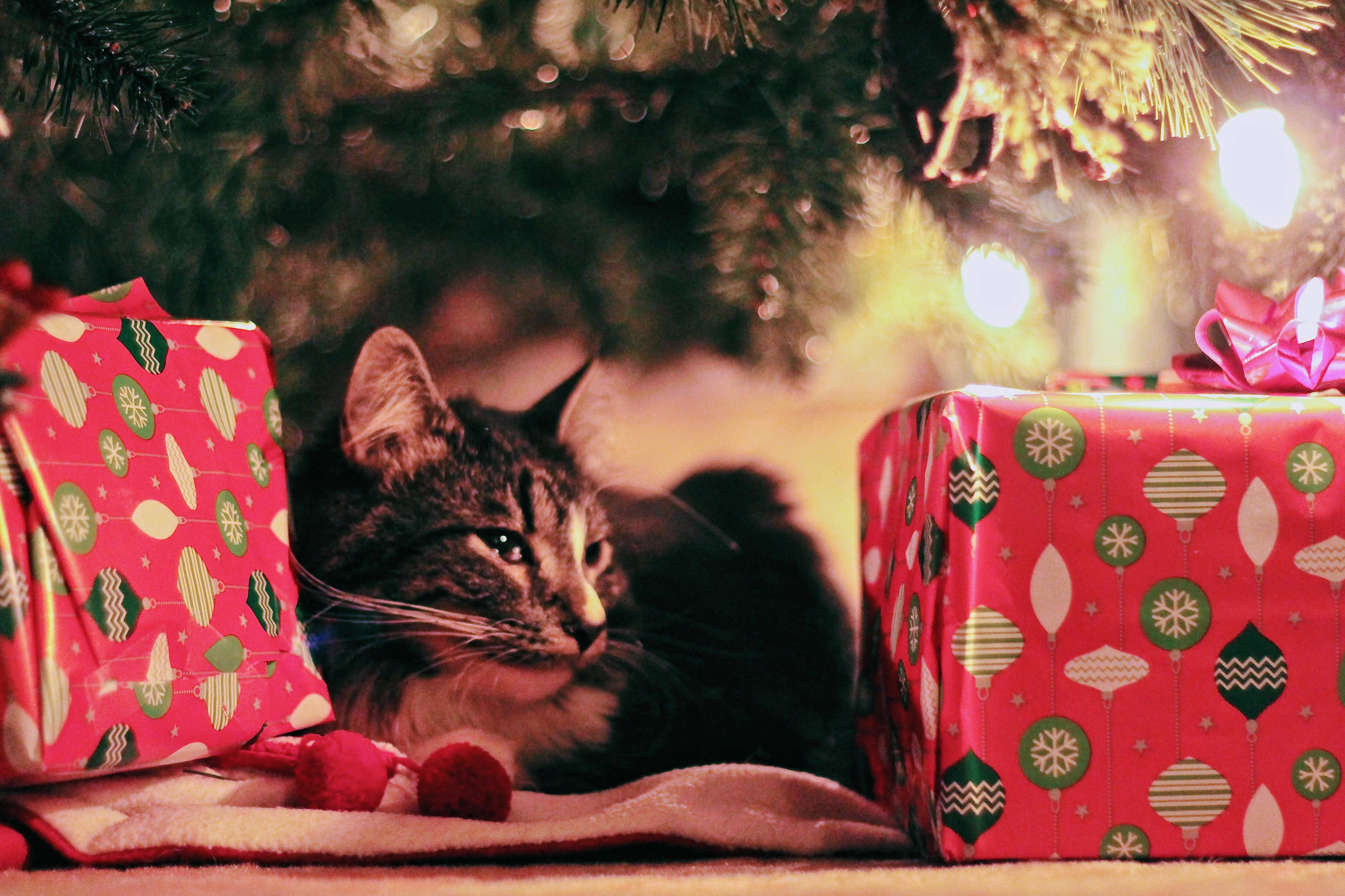 Şenlikli Kedi Yüksek Çözünürlüklü Noel Arka Planı Duvar Kağıdı