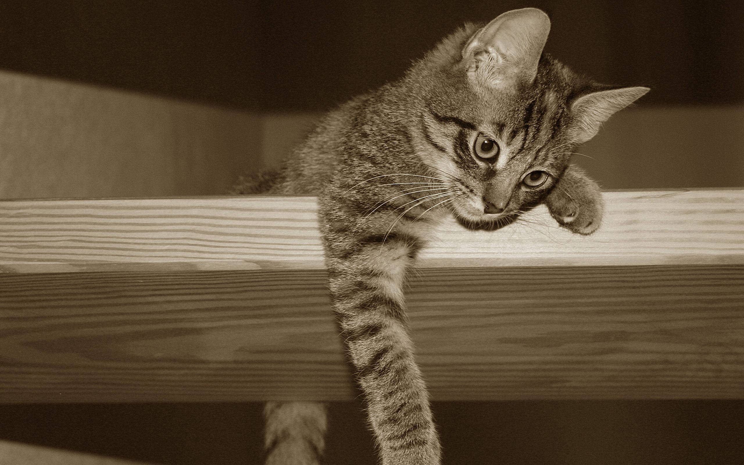 Sepya Fotoğrafta Çıkıntıdaki Sevimli Kedi Duvar Kağıdı