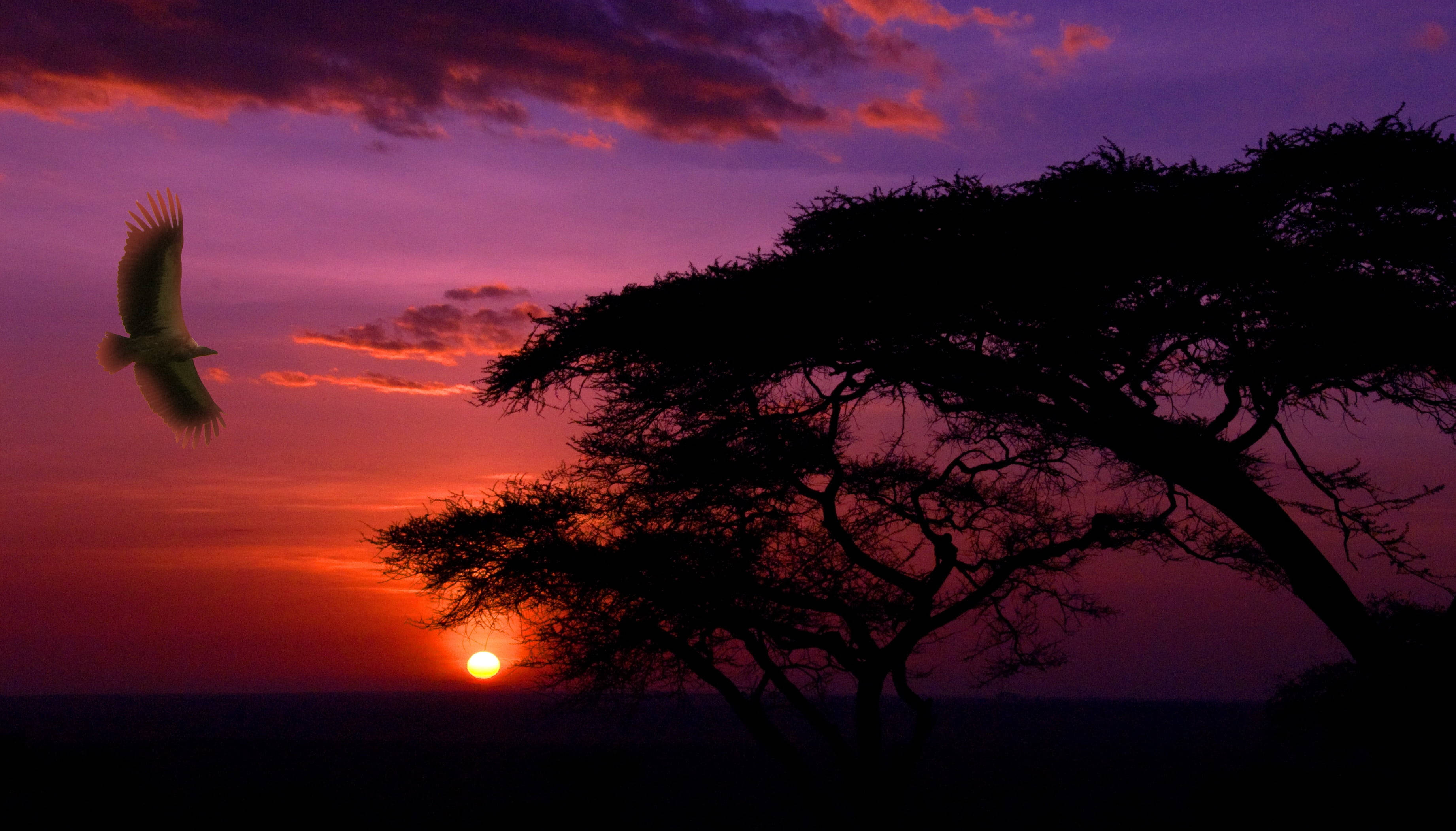 Serengeti Ulusal Parkı'nda Büyüleyici Gün Batımı Duvar Kağıdı