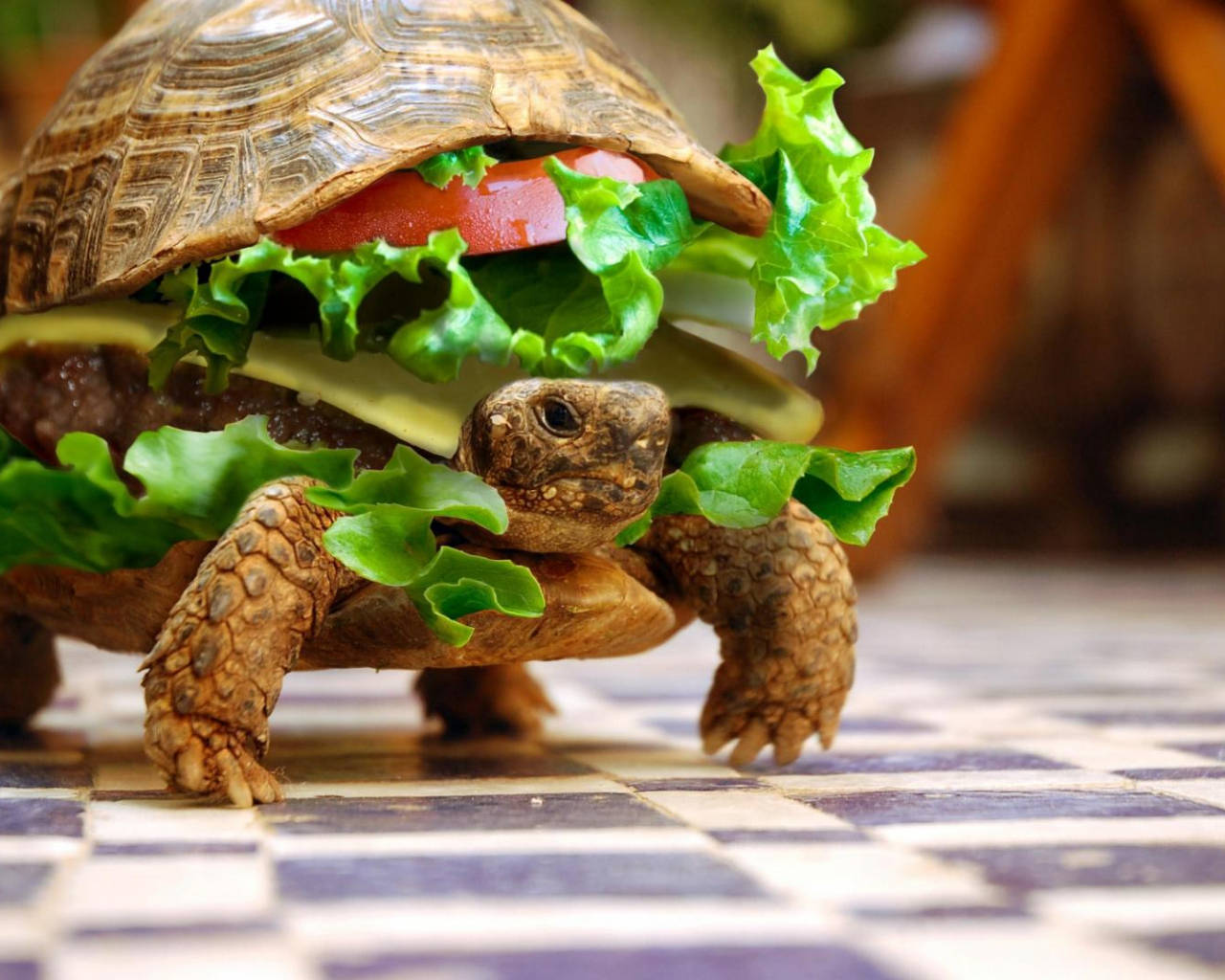 Serin Kaplumbağa Burgeri Duvar Kağıdı