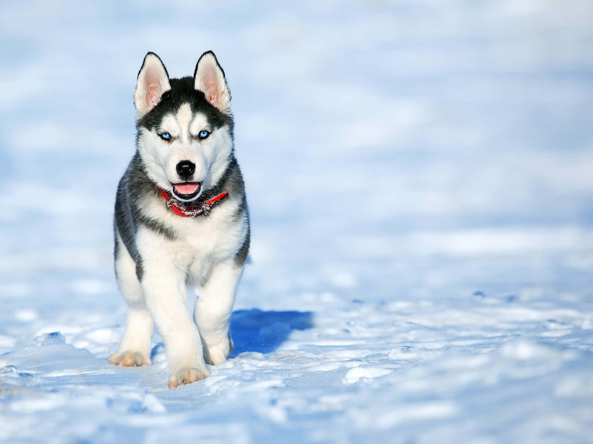 Sert Karda Yürüyen Sibirya Kurdu Köpek Resmi Duvar Kağıdı