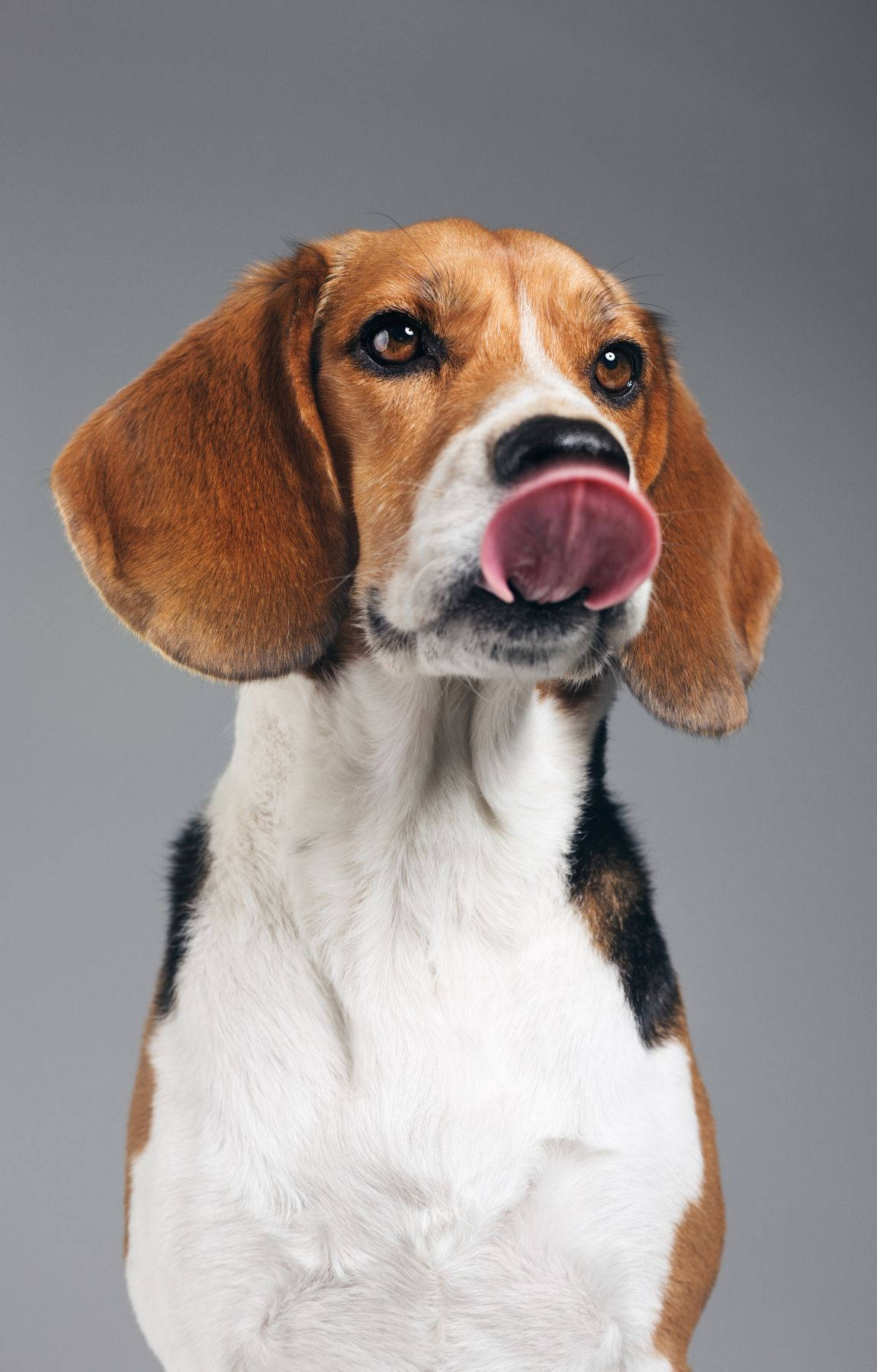 Sevgiyle Yalayan Beagle Yavrusu Duvar Kağıdı