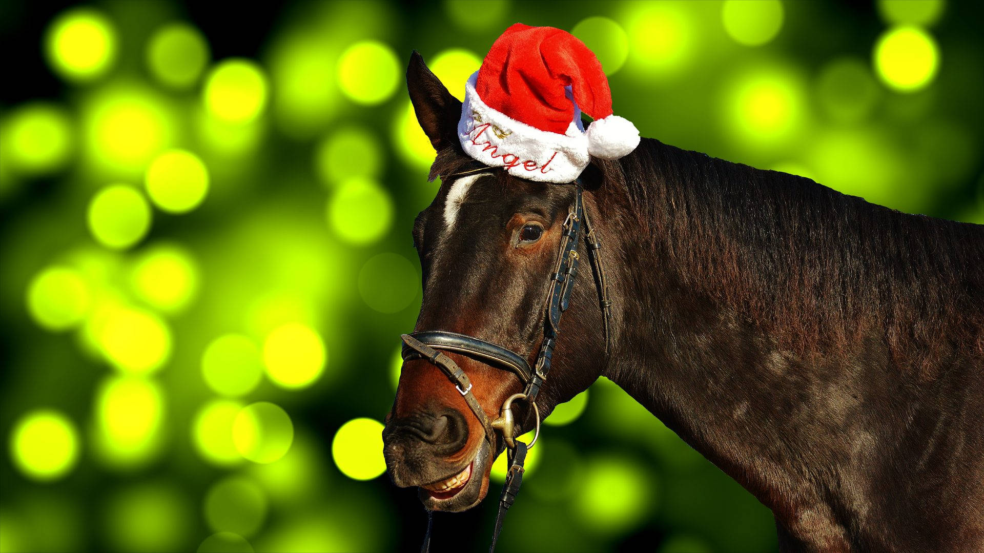 Sevimli At Noel Baba Şapkasıyla Noel İçin Duvar Kağıdı