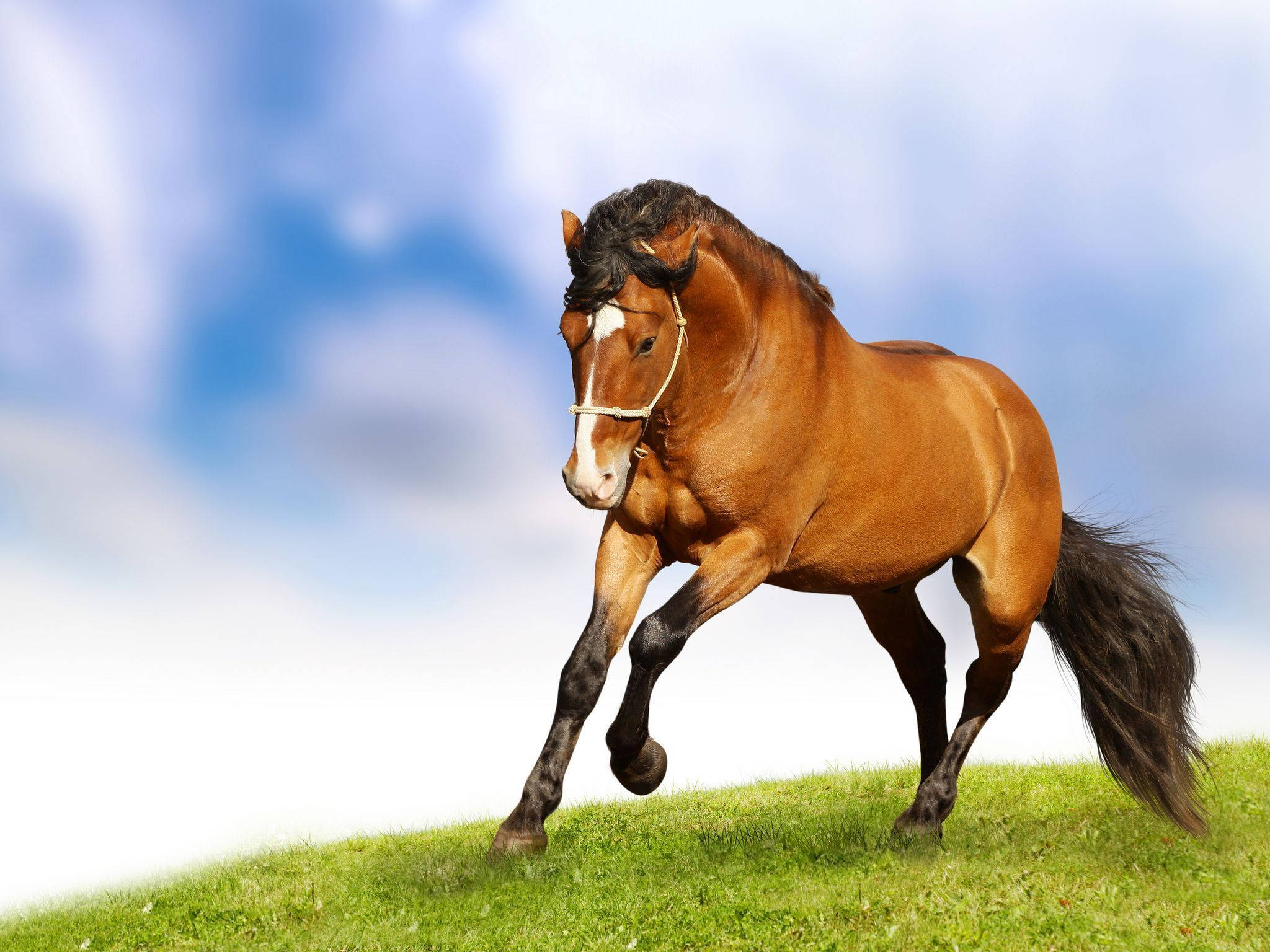 Sevimli At Tarlada Koşuyor Duvar Kağıdı