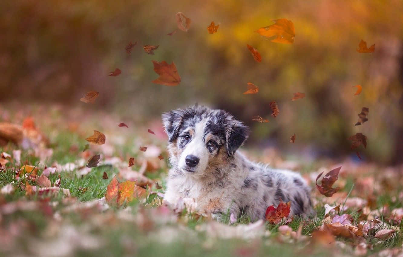 Sevimli Avustralya Çoban Köpeği Sonbahar Resmi Duvar Kağıdı