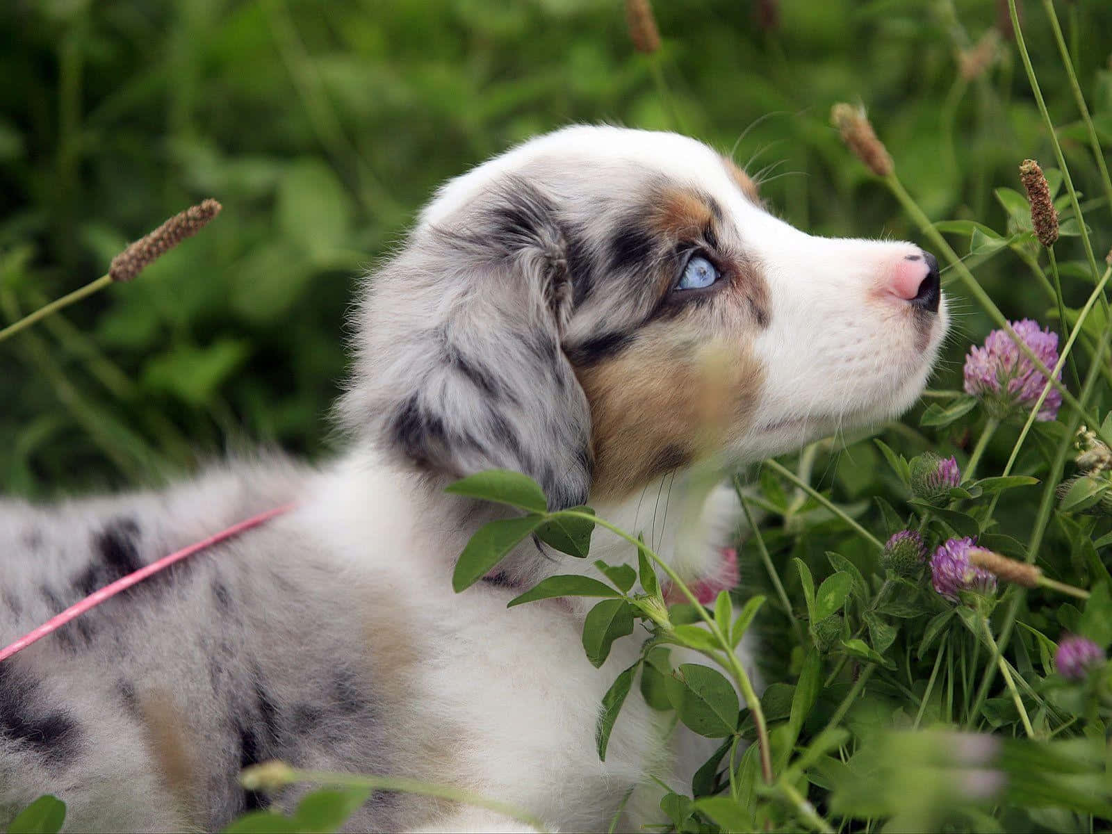 Sevimli Avustralya Çoban Köpeği Yavruları Resmi Duvar Kağıdı