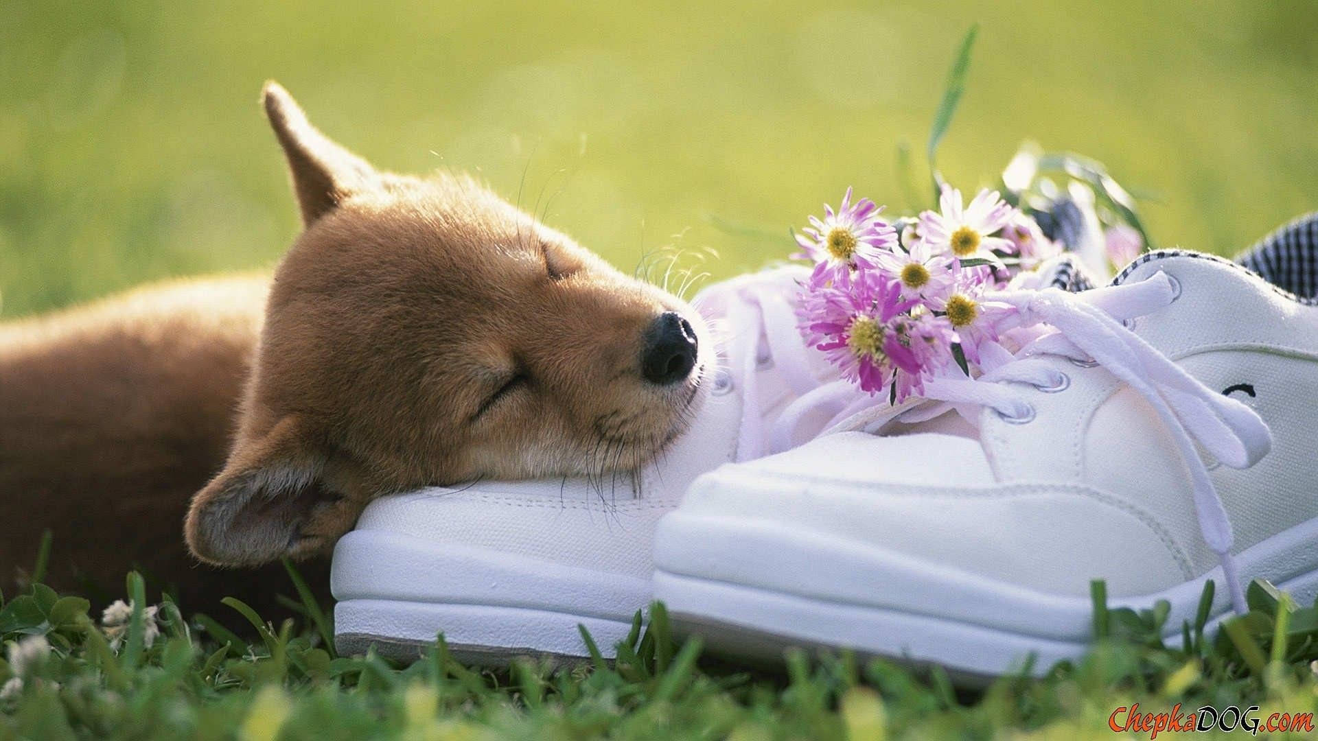 Sevimli Bahar Köpeği Ayakkabıda Duvar Kağıdı