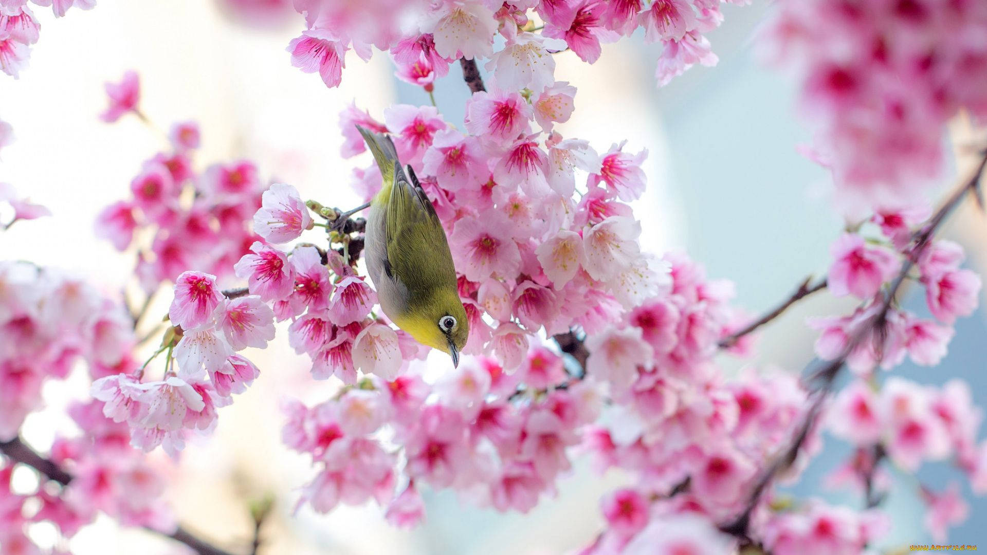 Sevimli Bahar Sakura Kuşu Duvar Kağıdı