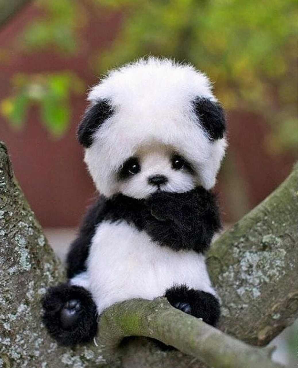 Sevimli Bebek Panda Balonla Oynuyor Duvar Kağıdı