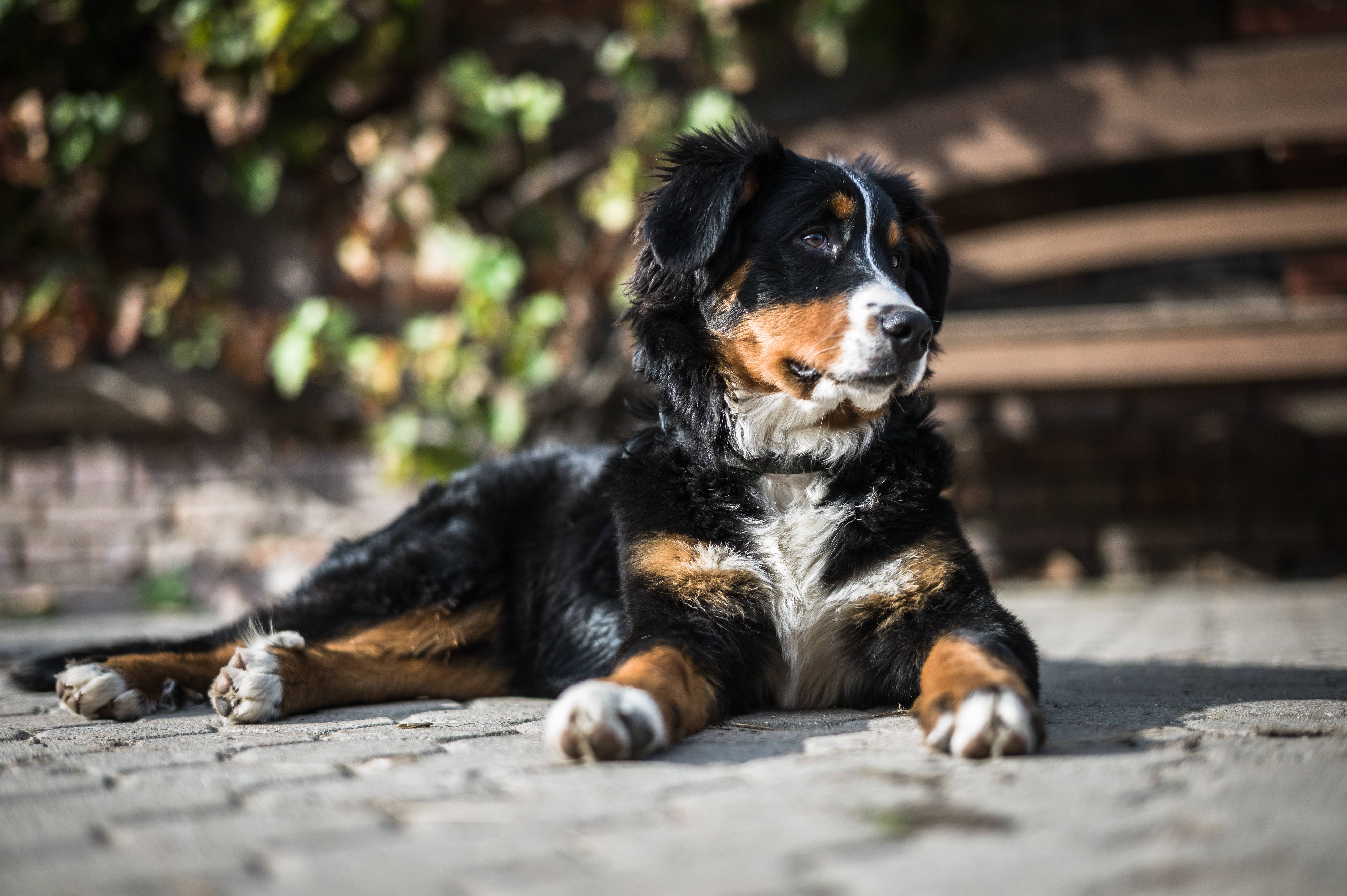 Sevimli Bernese Köpeği Güneşin Altında Duvar Kağıdı