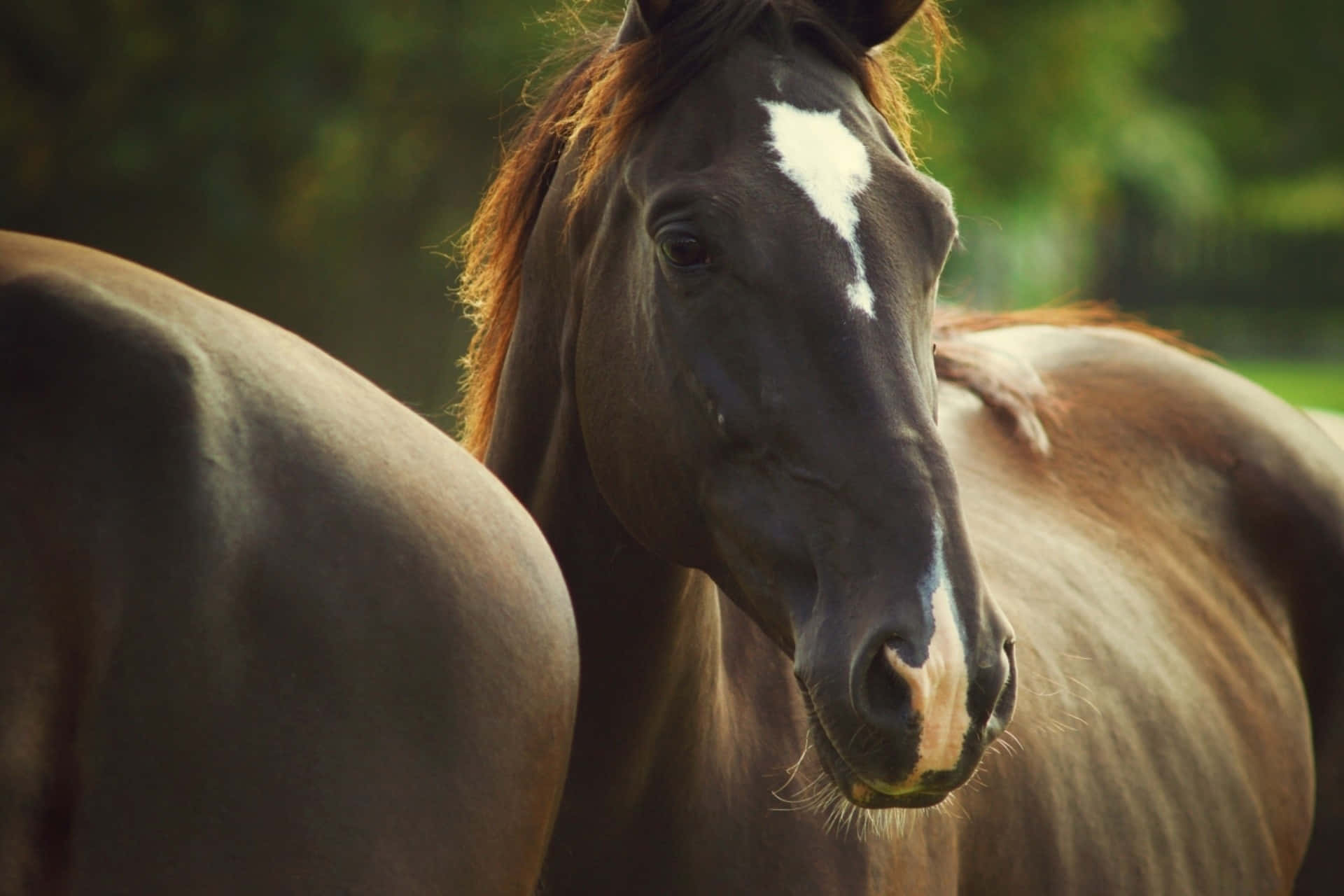 Sevimli Beyaz At Duvar Kağıdı