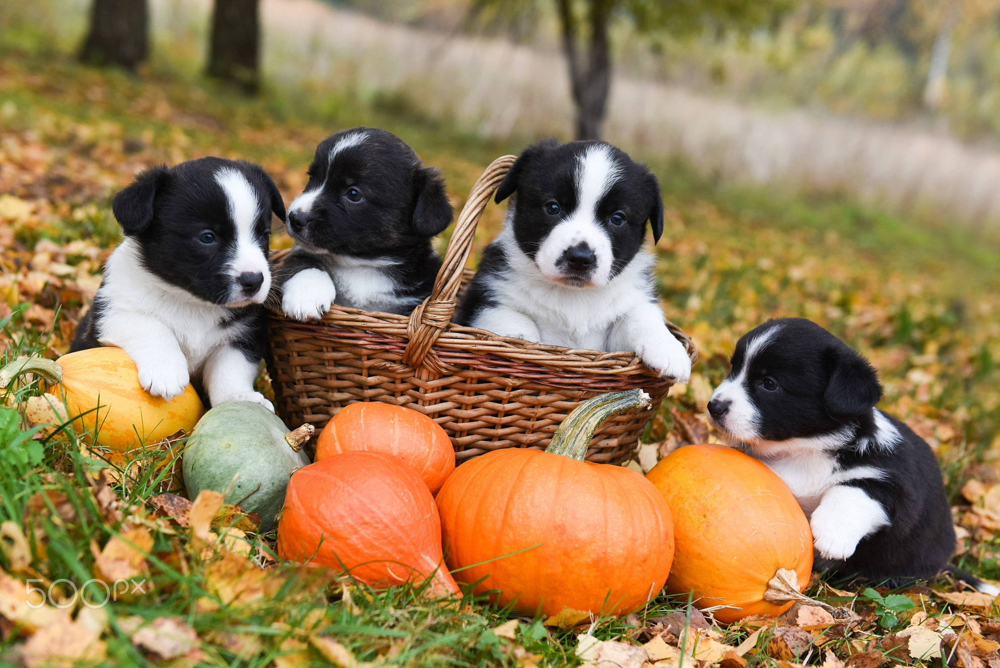 Sevimli Cadılar Bayramı Yavru Köpekleri Parkta Keyifli Bir Gün Geçiriyor Duvar Kağıdı