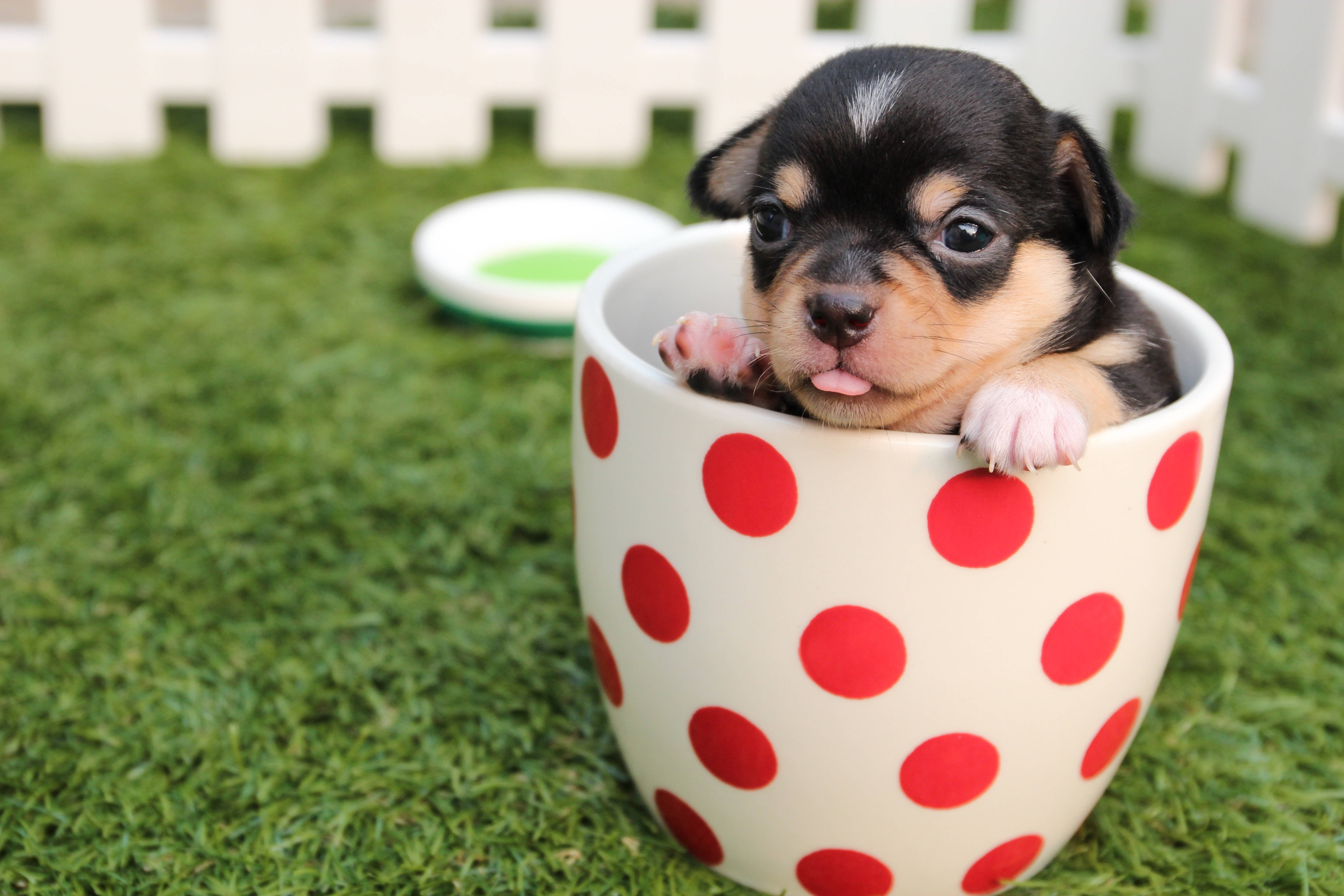 Sevimli Chihuahua Yavru Köpek Bardakta Duvar Kağıdı