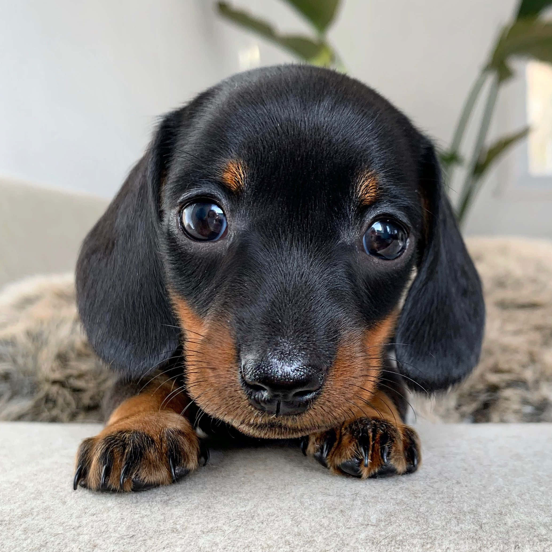 Sevimli Dachshund Yavrusu Duvar Kağıdı