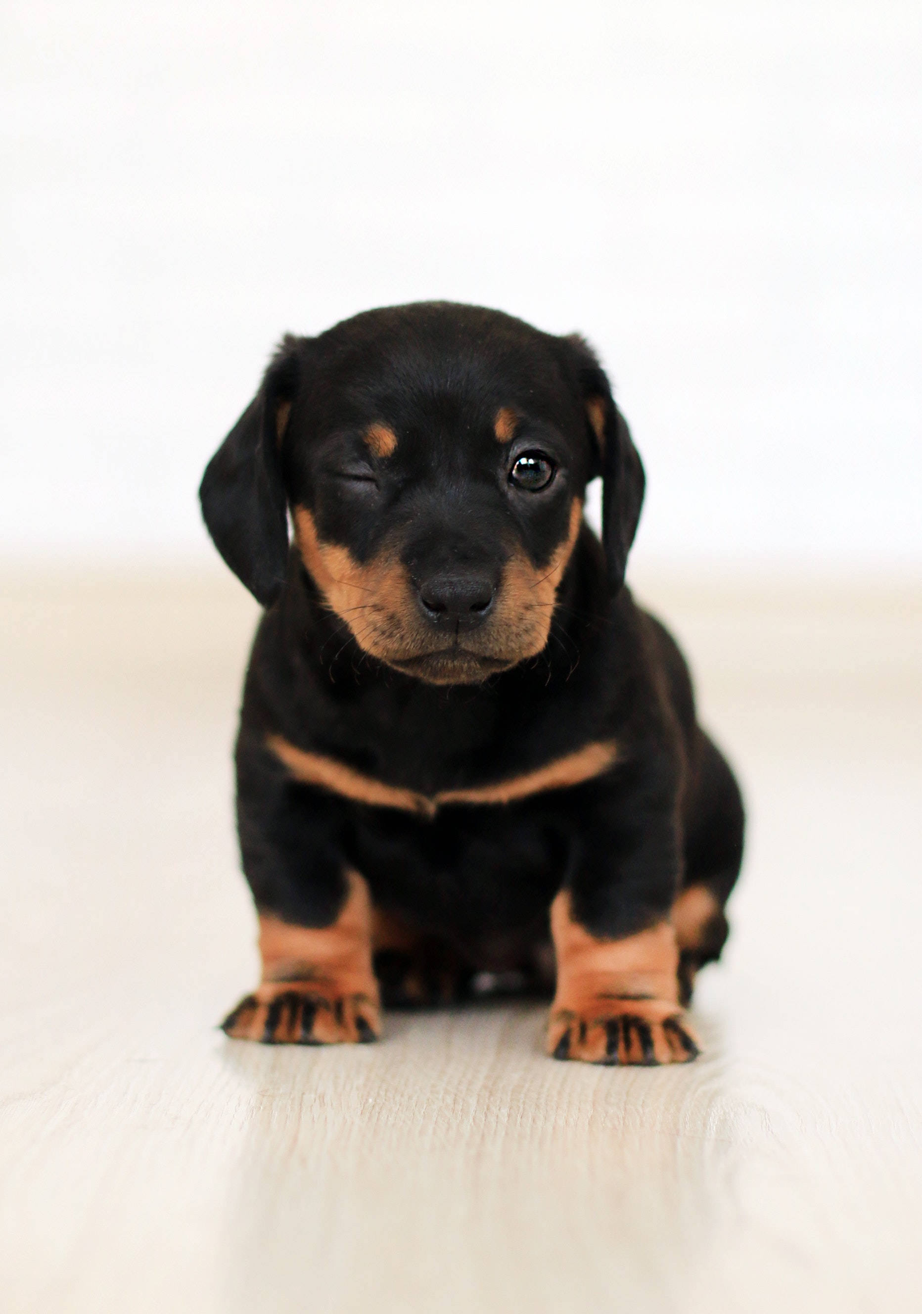 Sevimli Dachshund Yavru Köpek Duvar Kağıdı