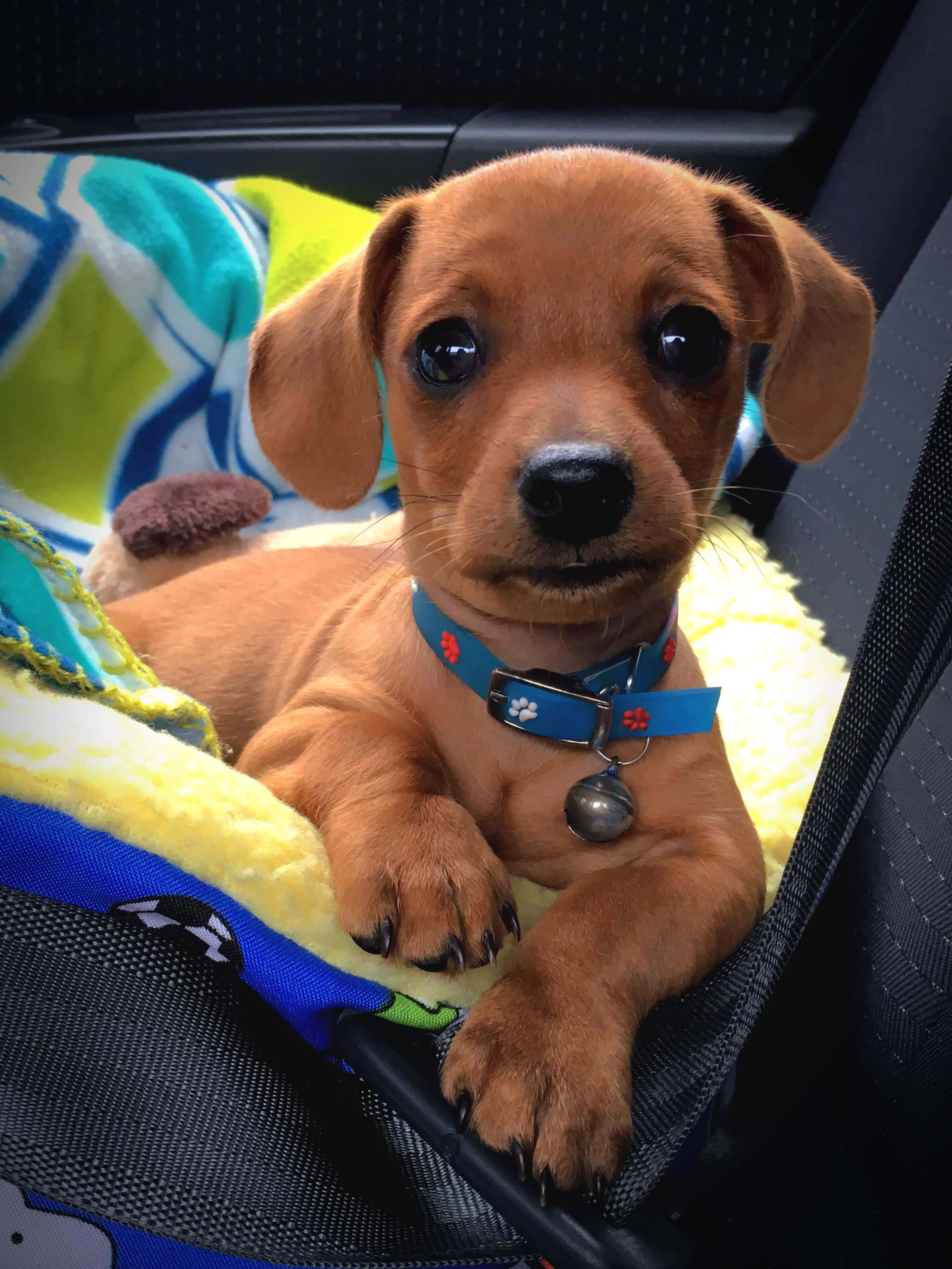 Sevimli Dachshund Yavrusu Duvar Kağıdı