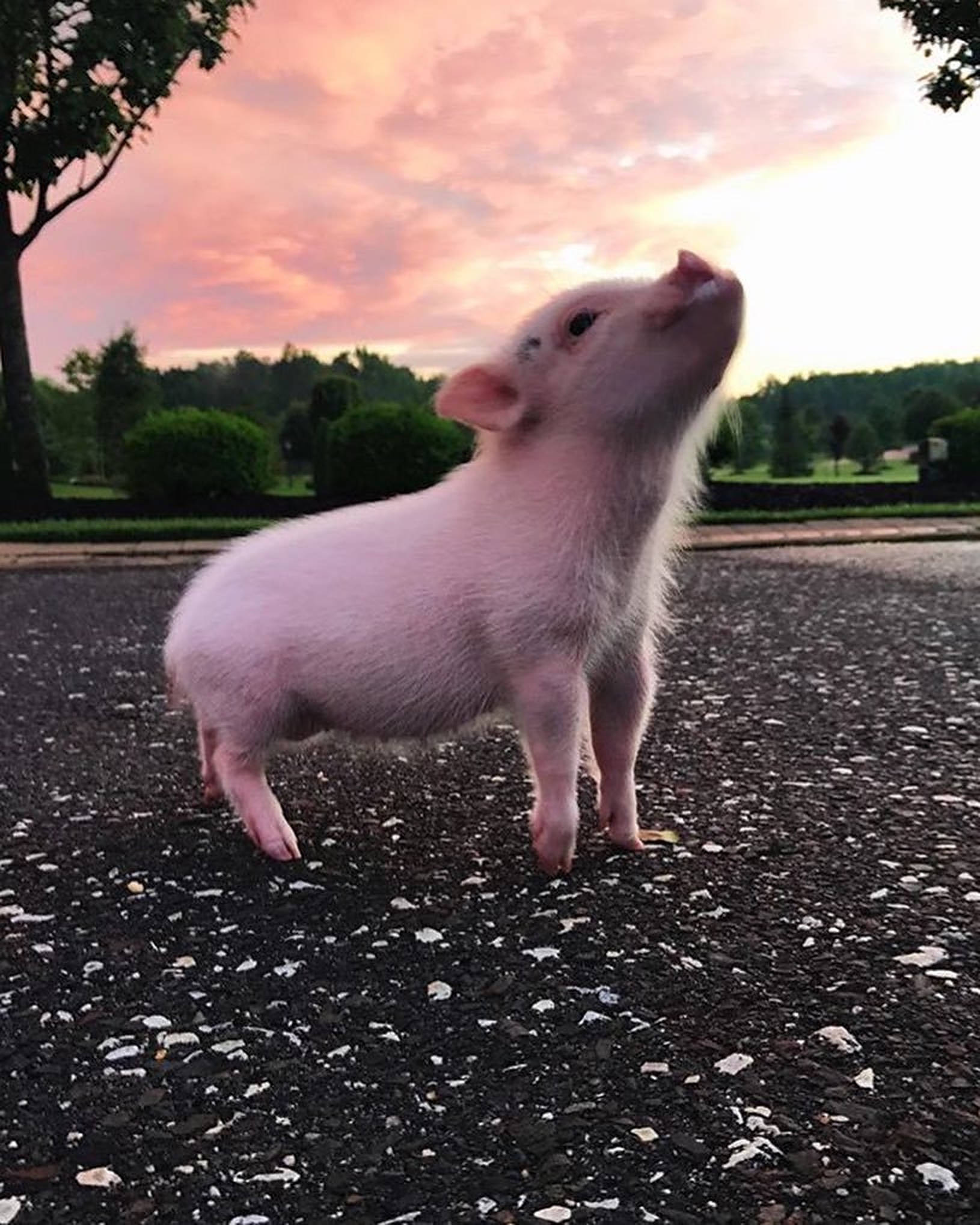 Sevimli Domuz Fotoğrafı Duvar Kağıdı