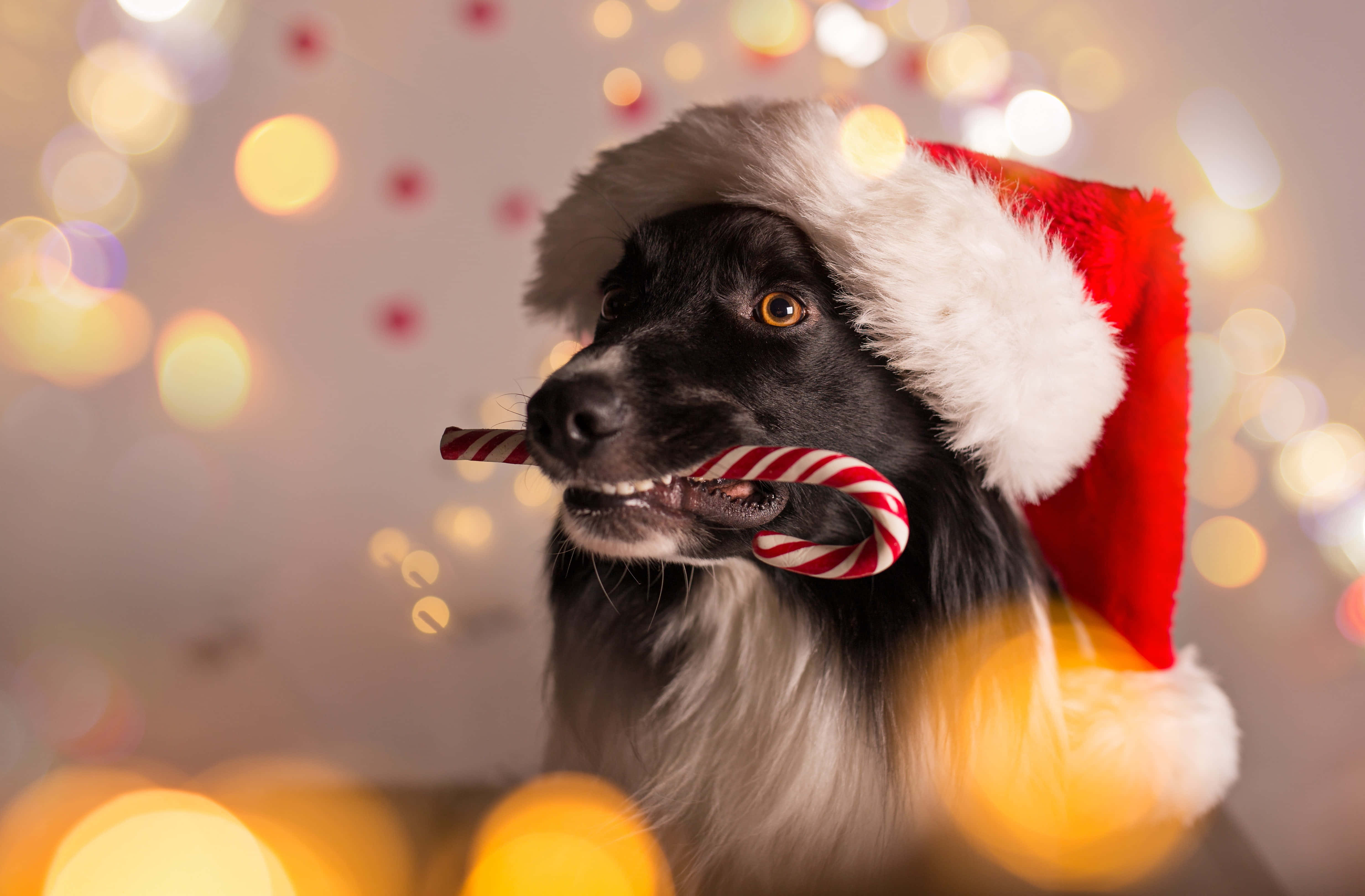 Sevimli Estetik Noel Resimleri Duvar Kağıdı