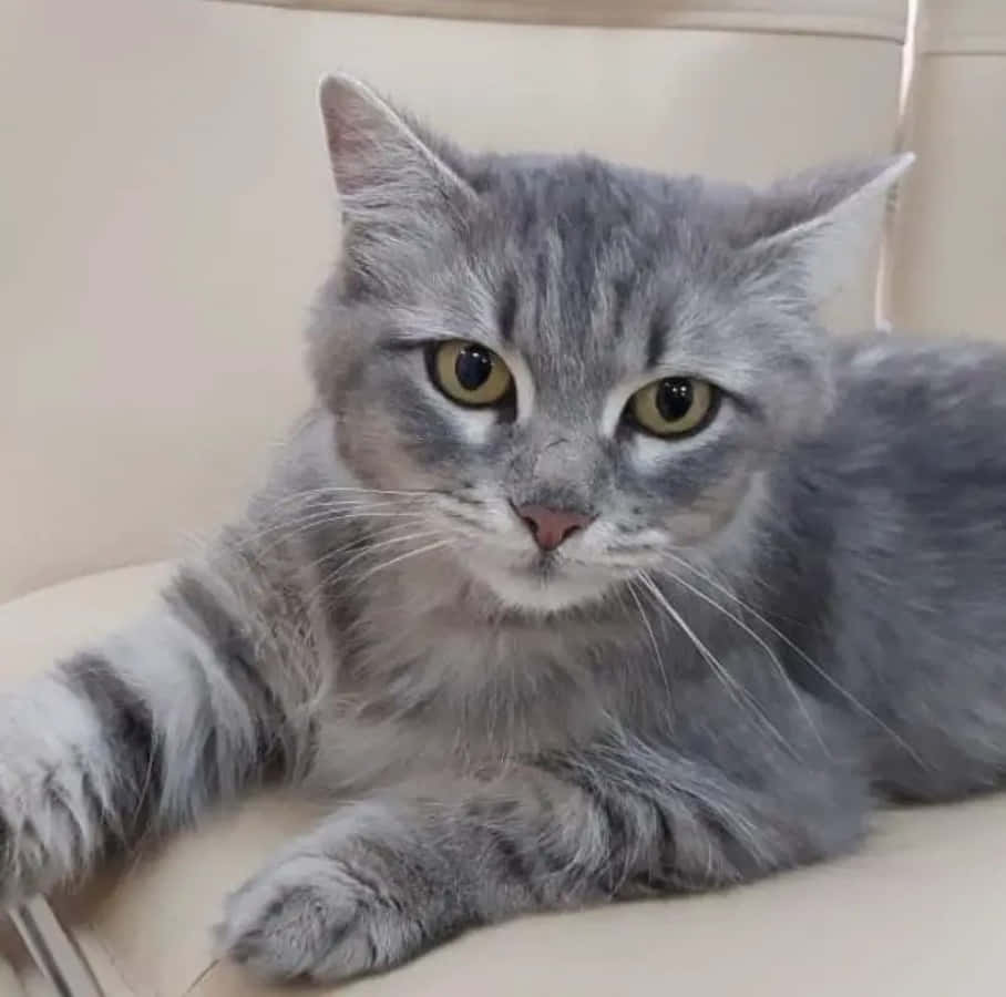 Sevimli Gri Tekir Kedi Resmi Duvar Kağıdı
