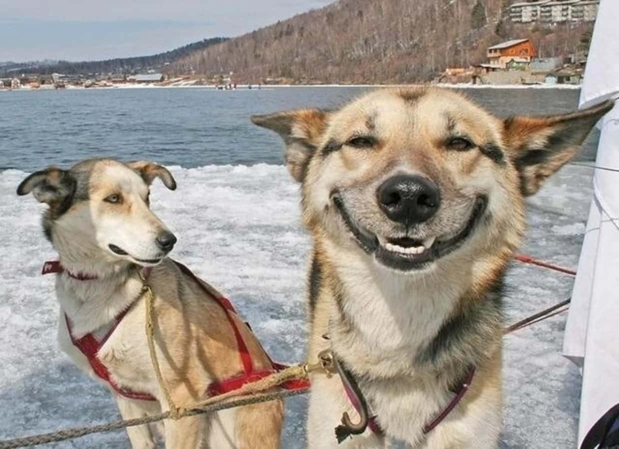 Sevimli Gülümseyen Komik Köpekler Fotoğrafı Duvar Kağıdı