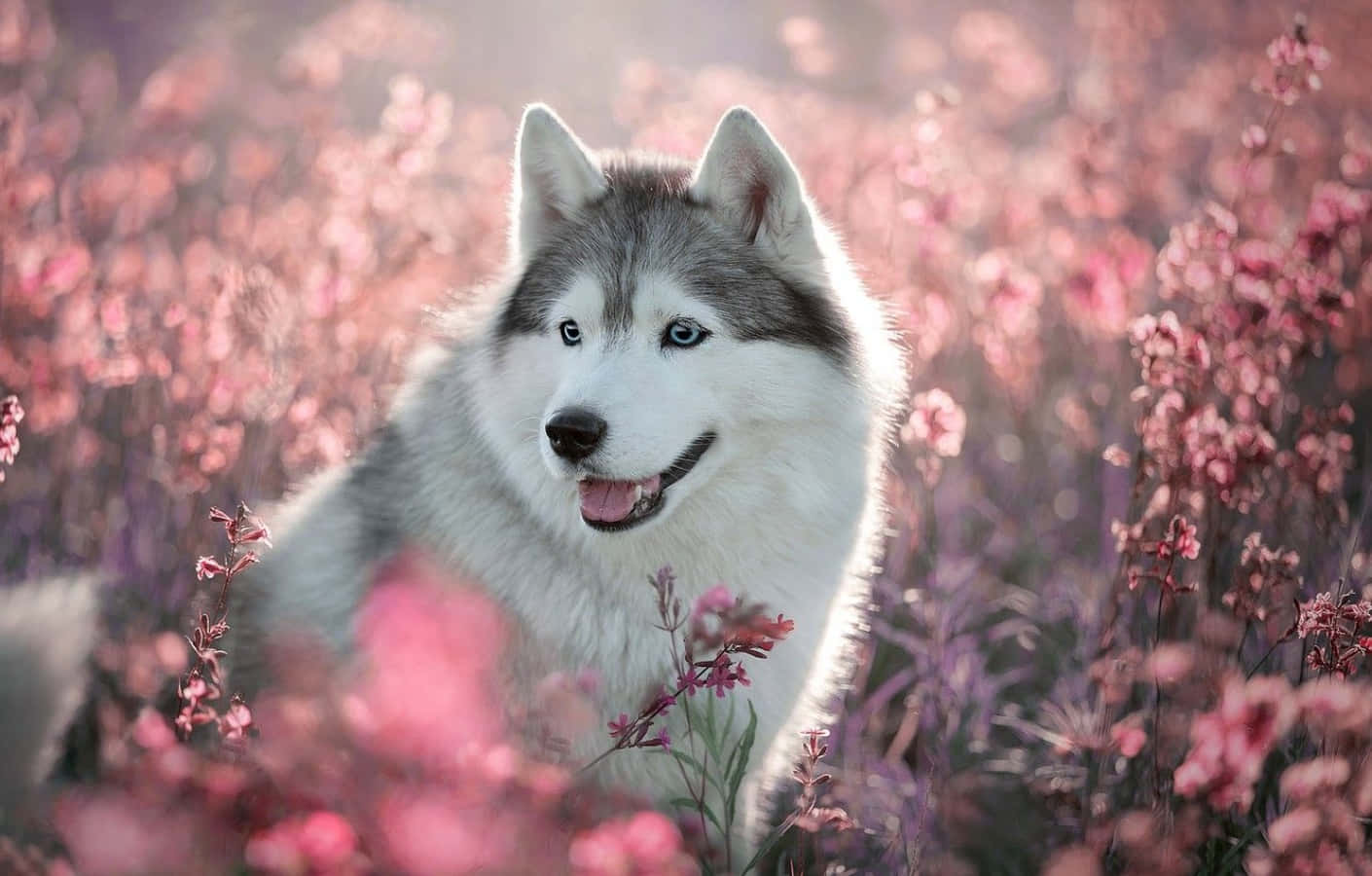 Sevimli Husky ve Pembe Çiçekler Resmi Duvar Kağıdı