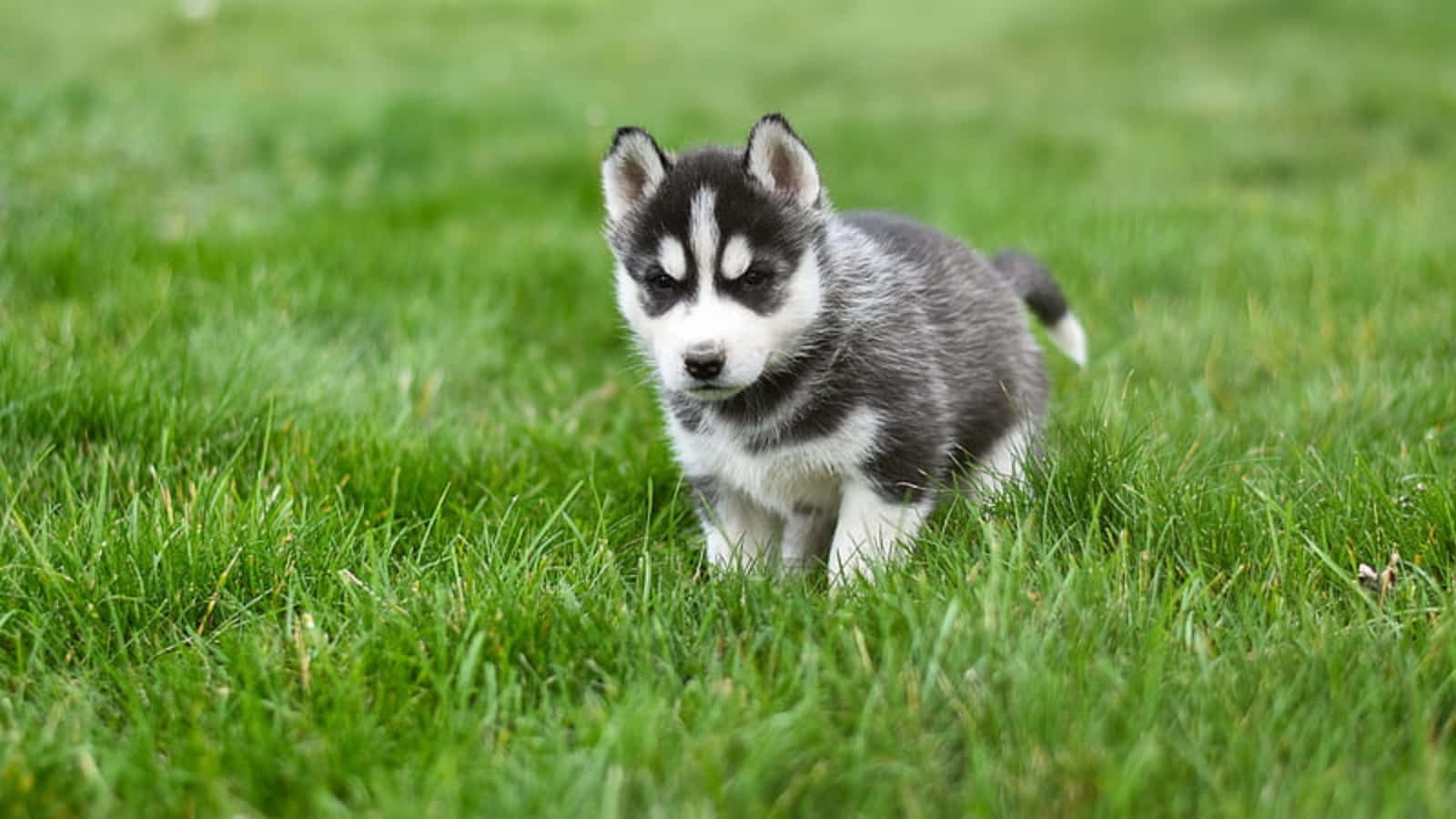 Sevimli Husky Yavrusu Çimlerde Oynarken Fotoğrafı Duvar Kağıdı