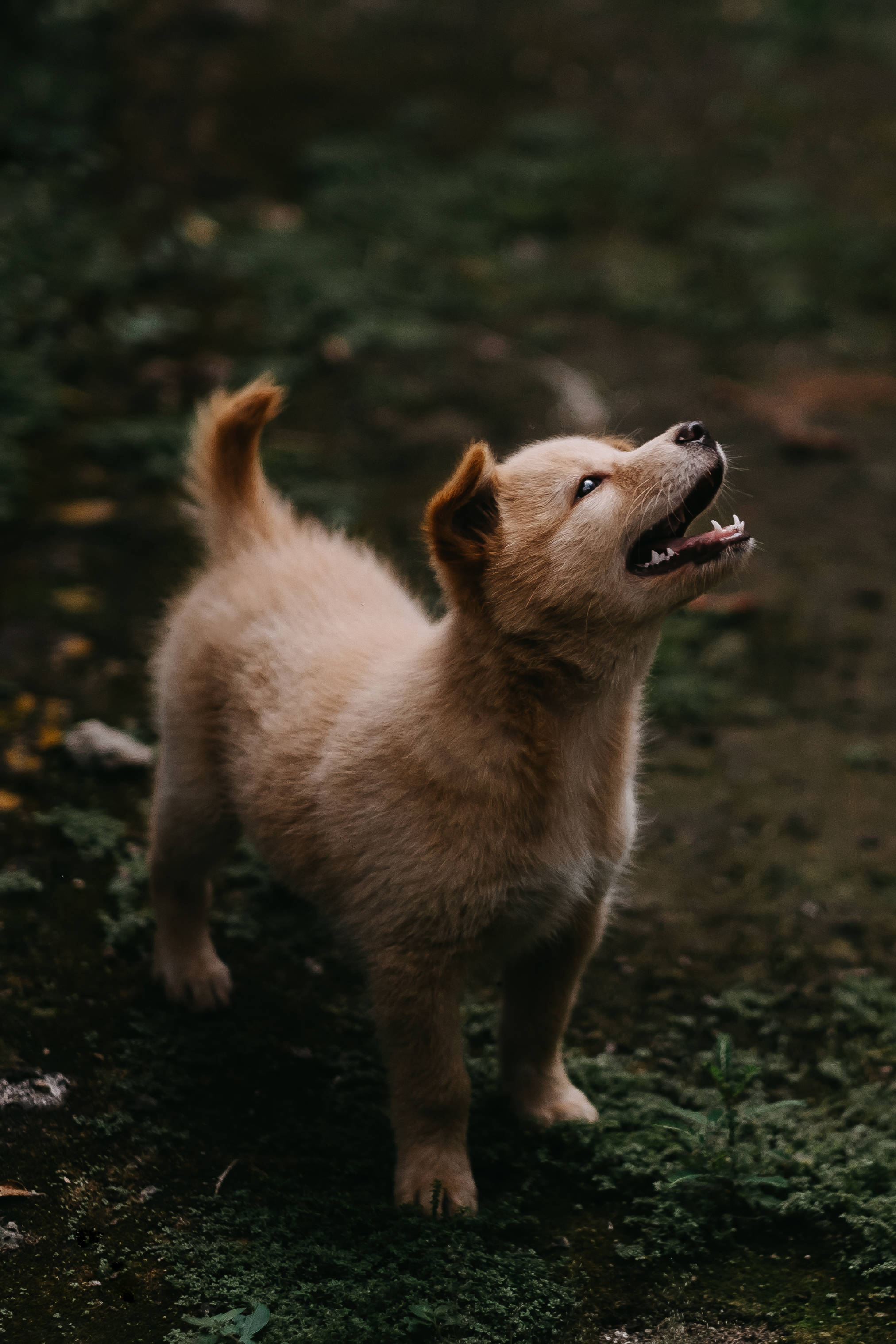 Sevimli Jindo Köpek Çimlerde Duvar Kağıdı