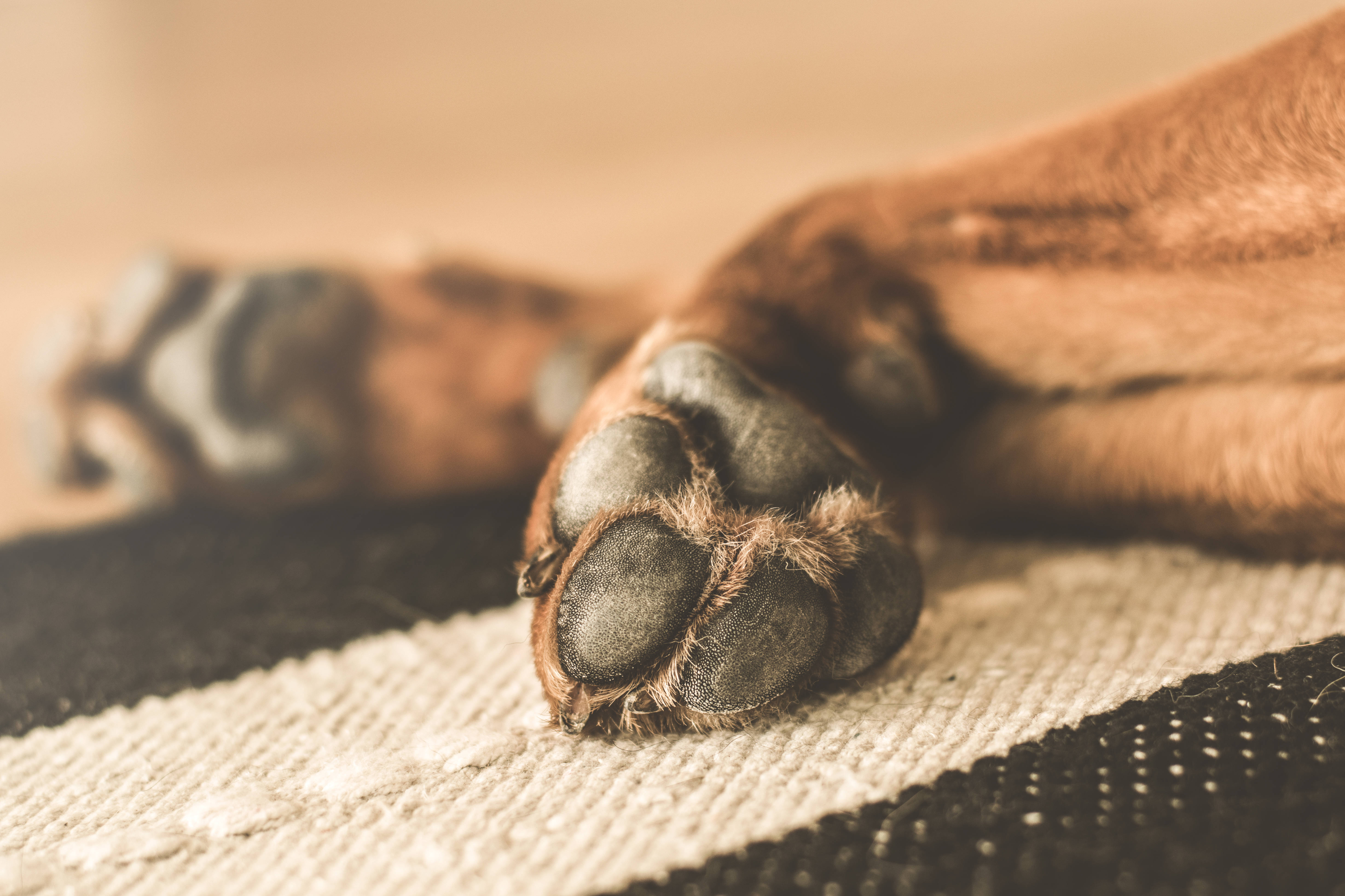 Sevimli Kahverengi Köpek Sırtüstü Yatarak Gününün Tadını Çıkarıyor Duvar Kağıdı
