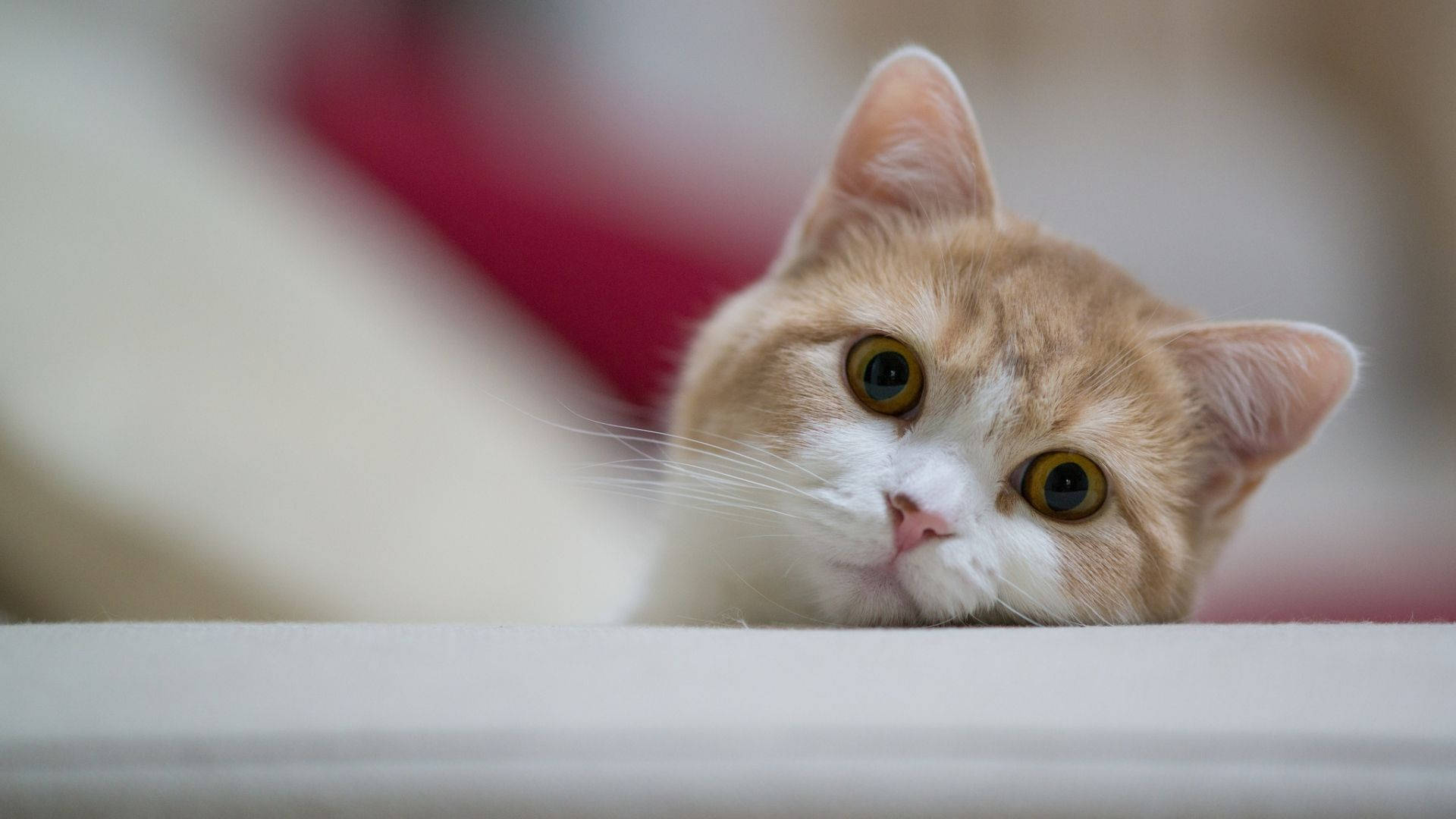 Sevimli Kedi Bilgisayarının Bakışı Duvar Kağıdı