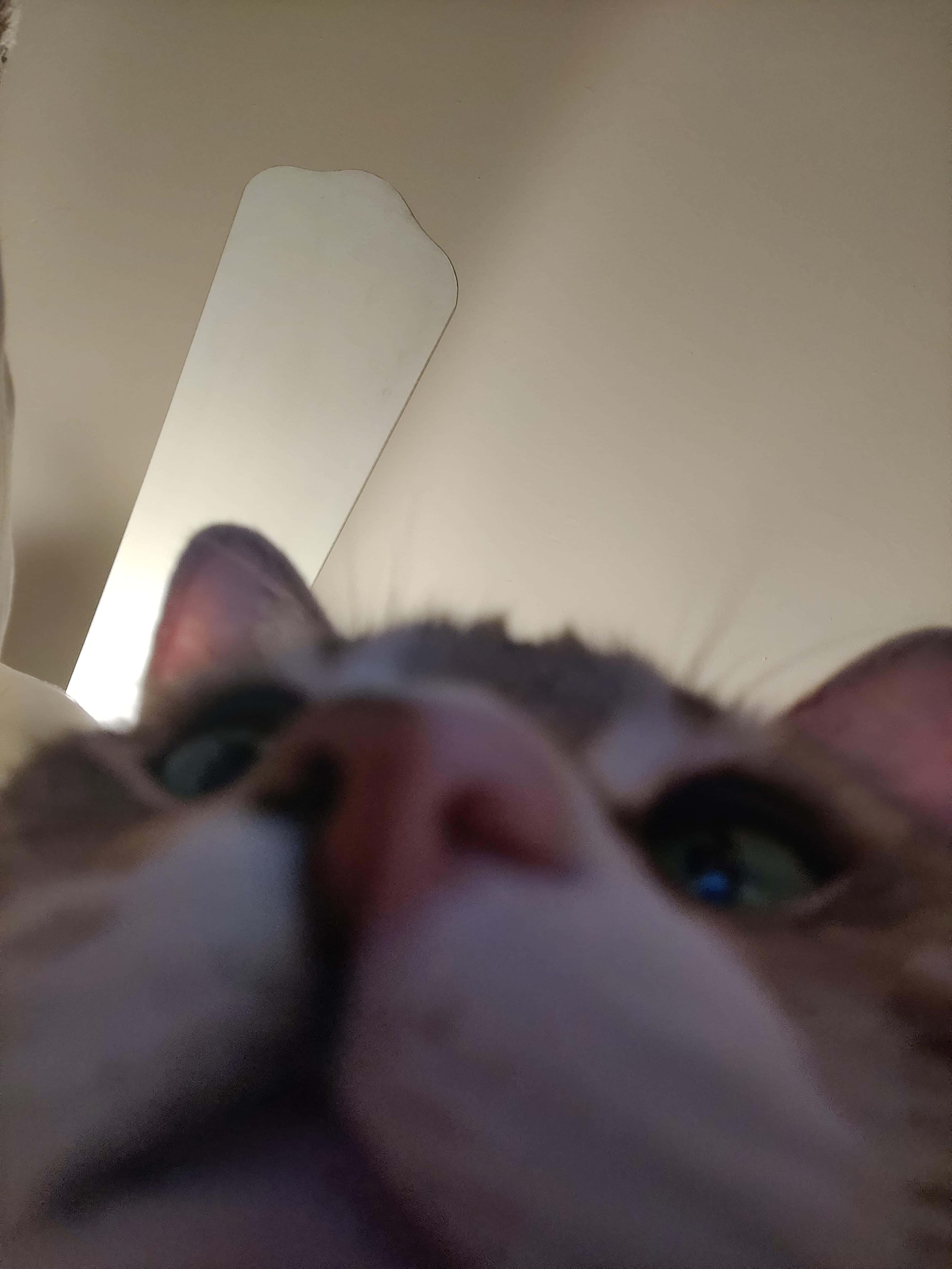 Sevimli Kedi Burnu Yakın Çekim Profil Fotoğrafı Duvar Kağıdı