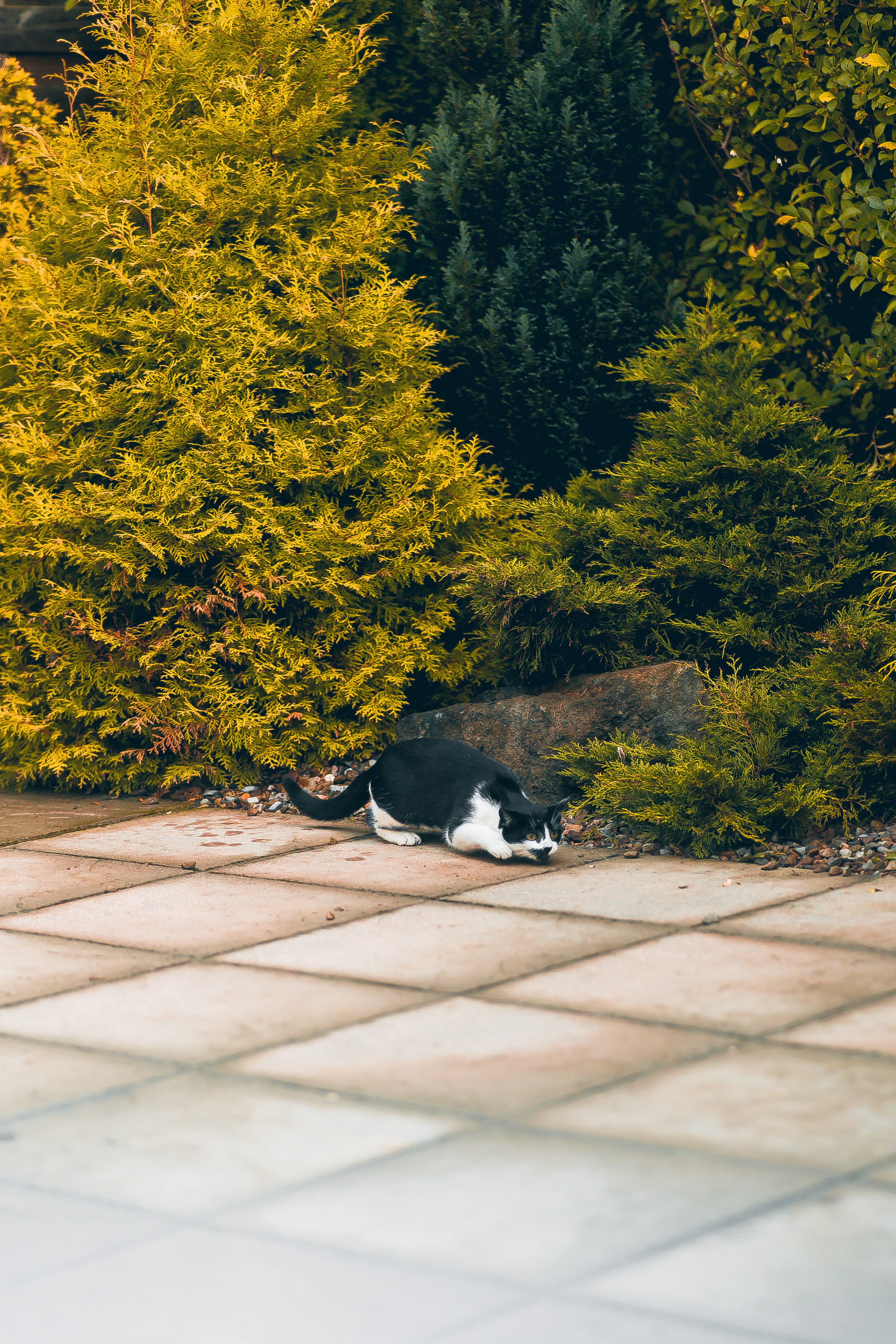 Sevimli Kedi Çalıların Yanında Uyuyor Duvar Kağıdı