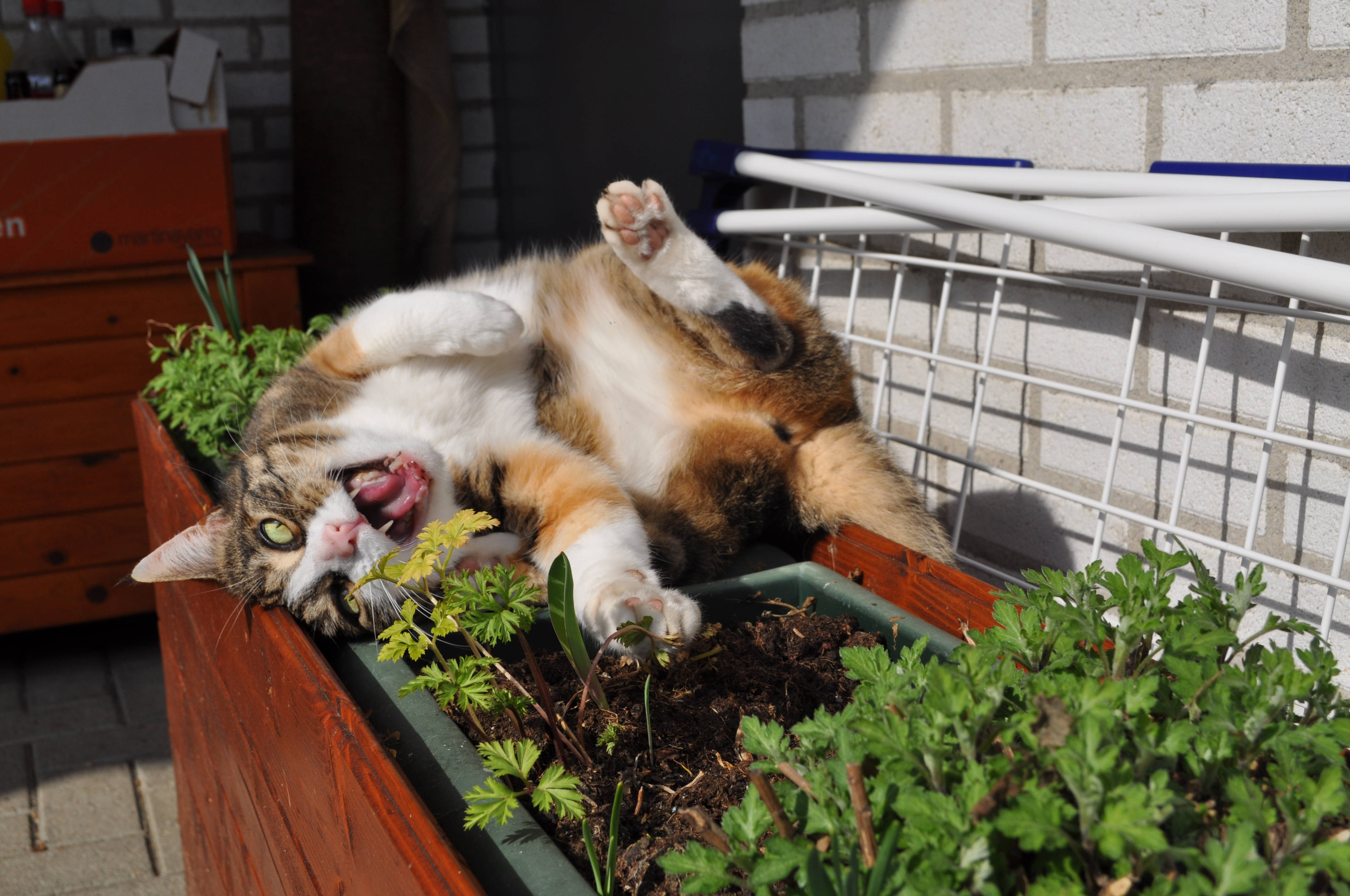 Sevimli Kedi Çiçek Kutusunda Esniyor Duvar Kağıdı