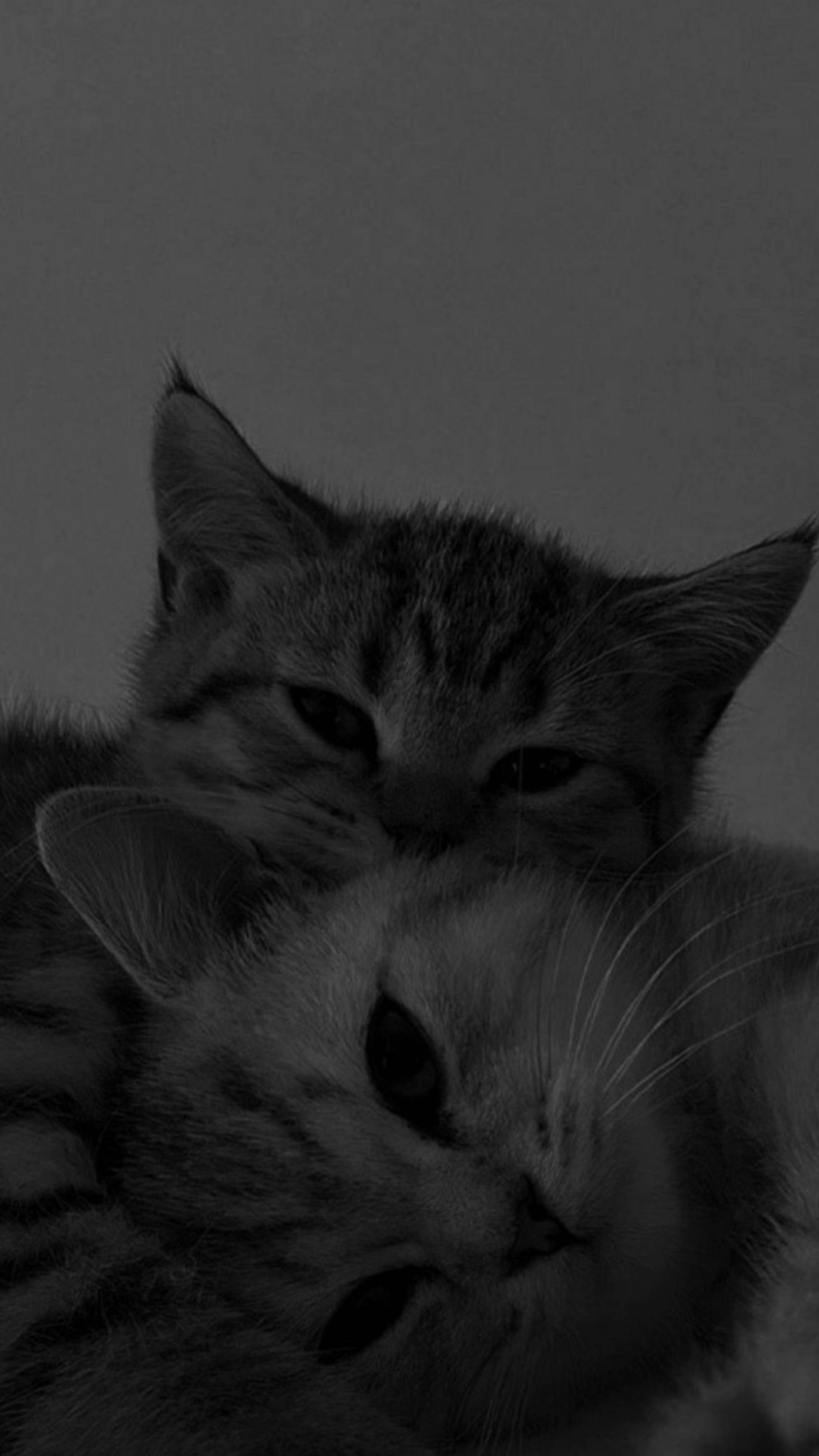 Sevimli Kedi Estetiği Birbirine Sarılan Duvar Kağıdı
