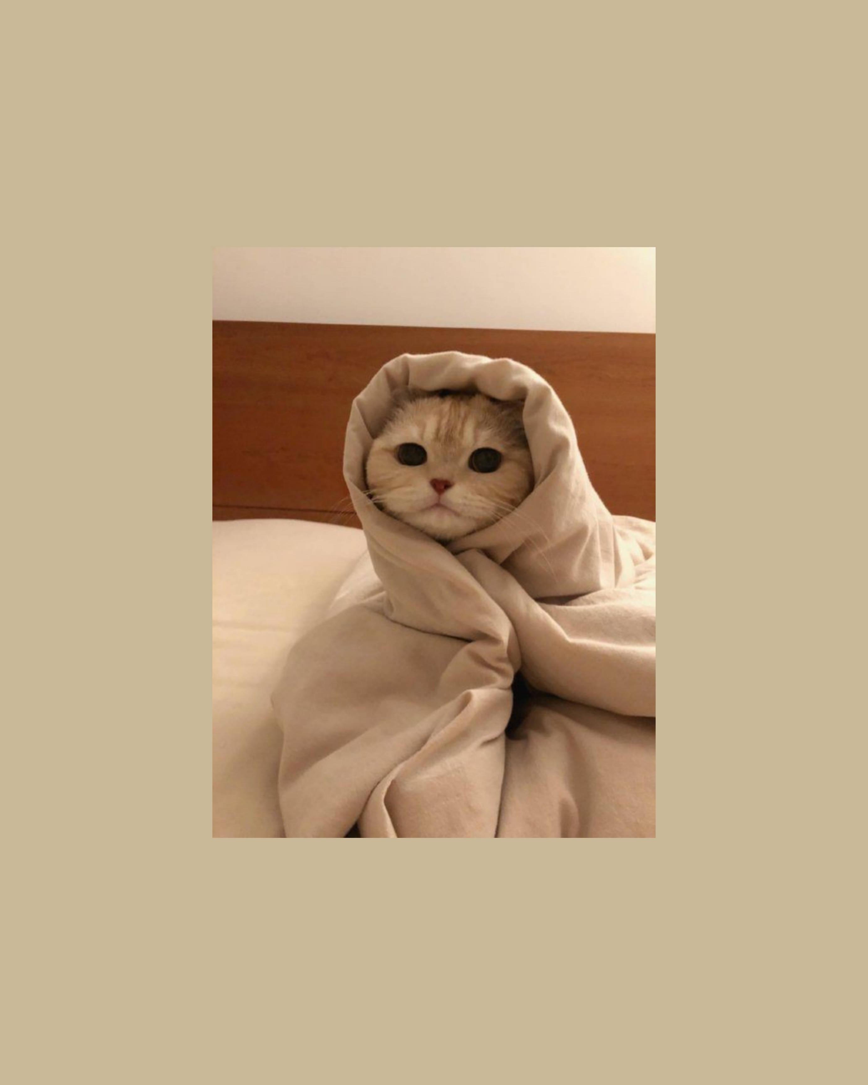 Sevimli Kedi Estetiği Burrito Gibi Sarılmış Duvar Kağıdı