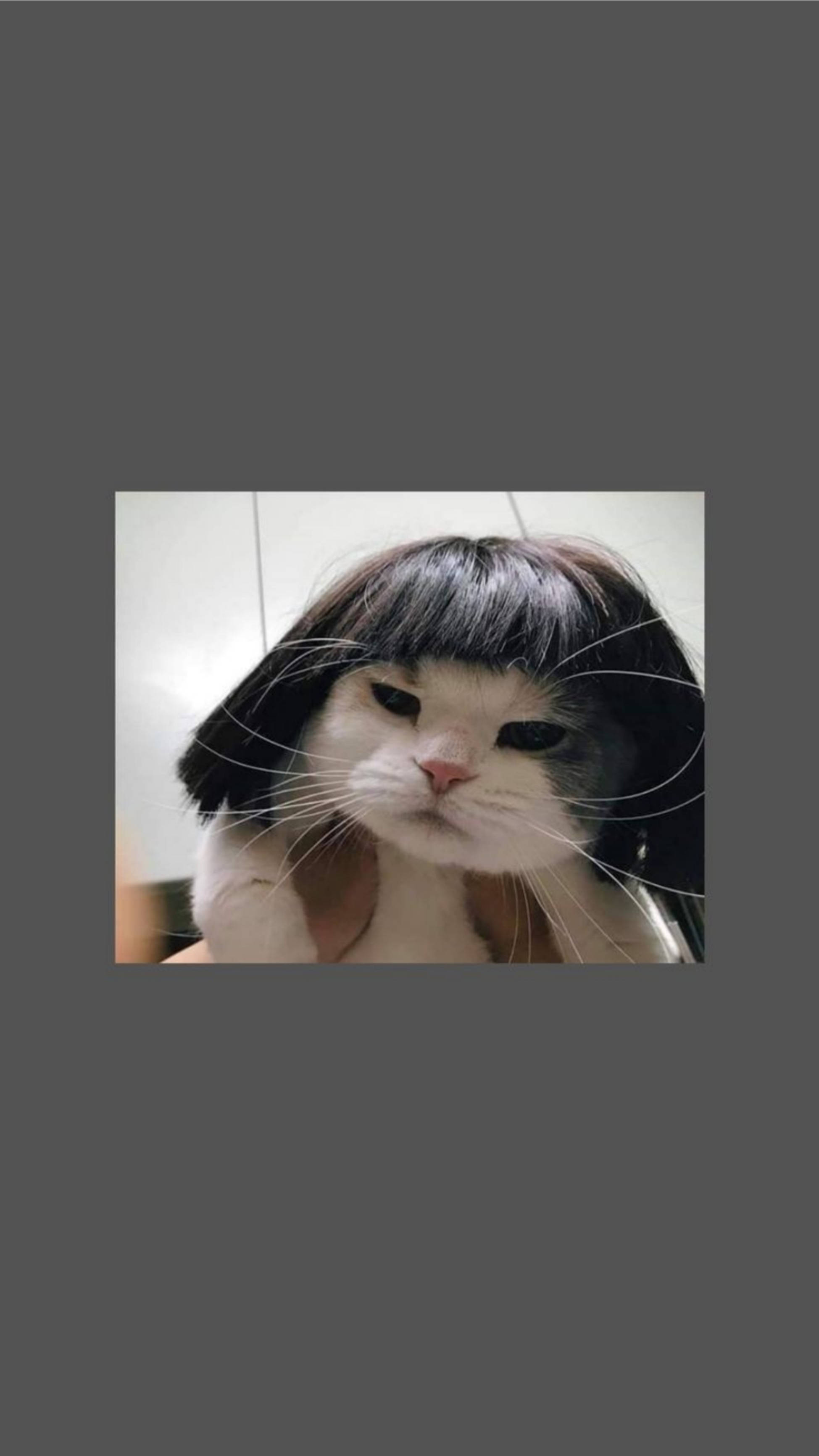 Sevimli Kedi Estetik Komik Kısa Peruk Duvar Kağıdı